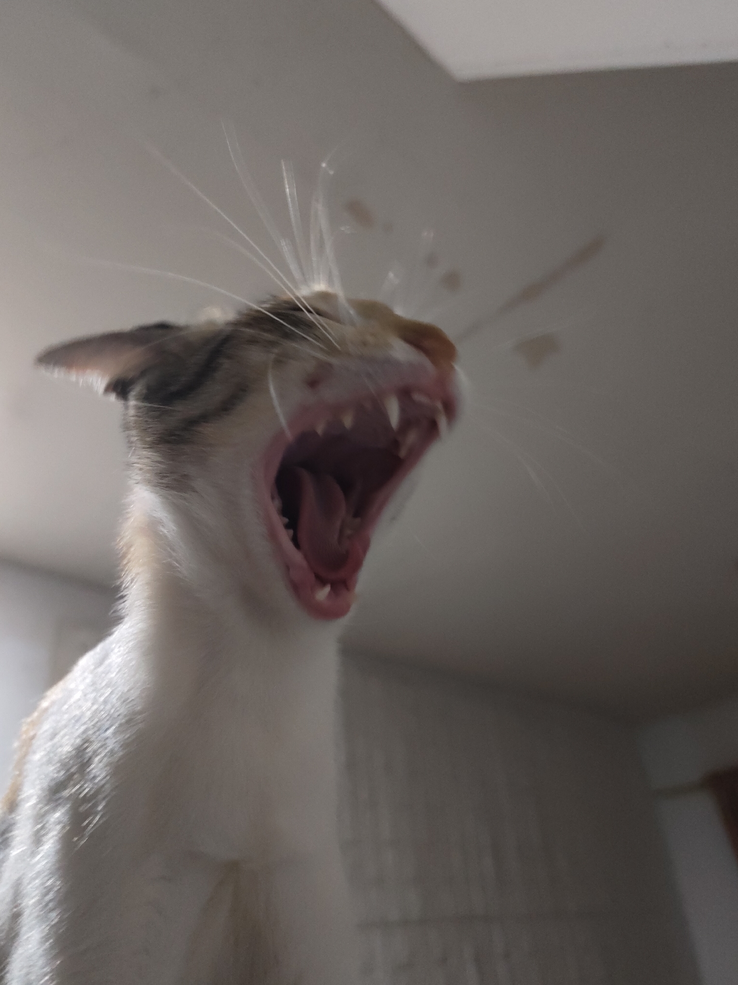 Close-up cat portraits: yawns, stares, and a calico face