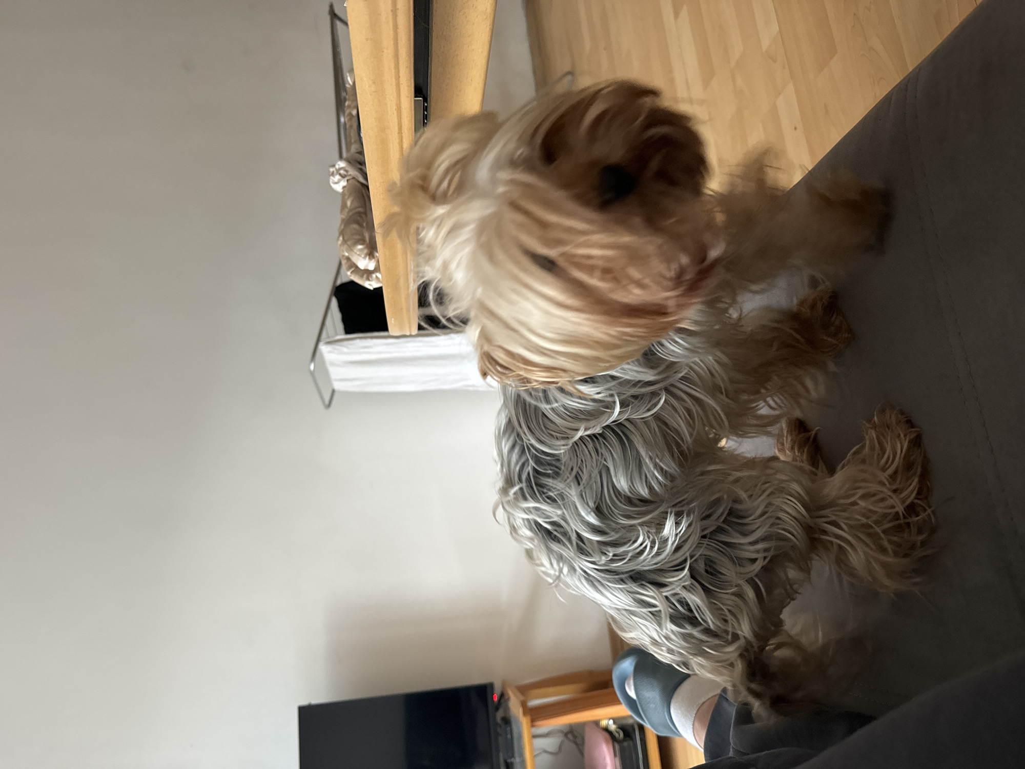 Morning indoor moments with pets and daily life in Varna