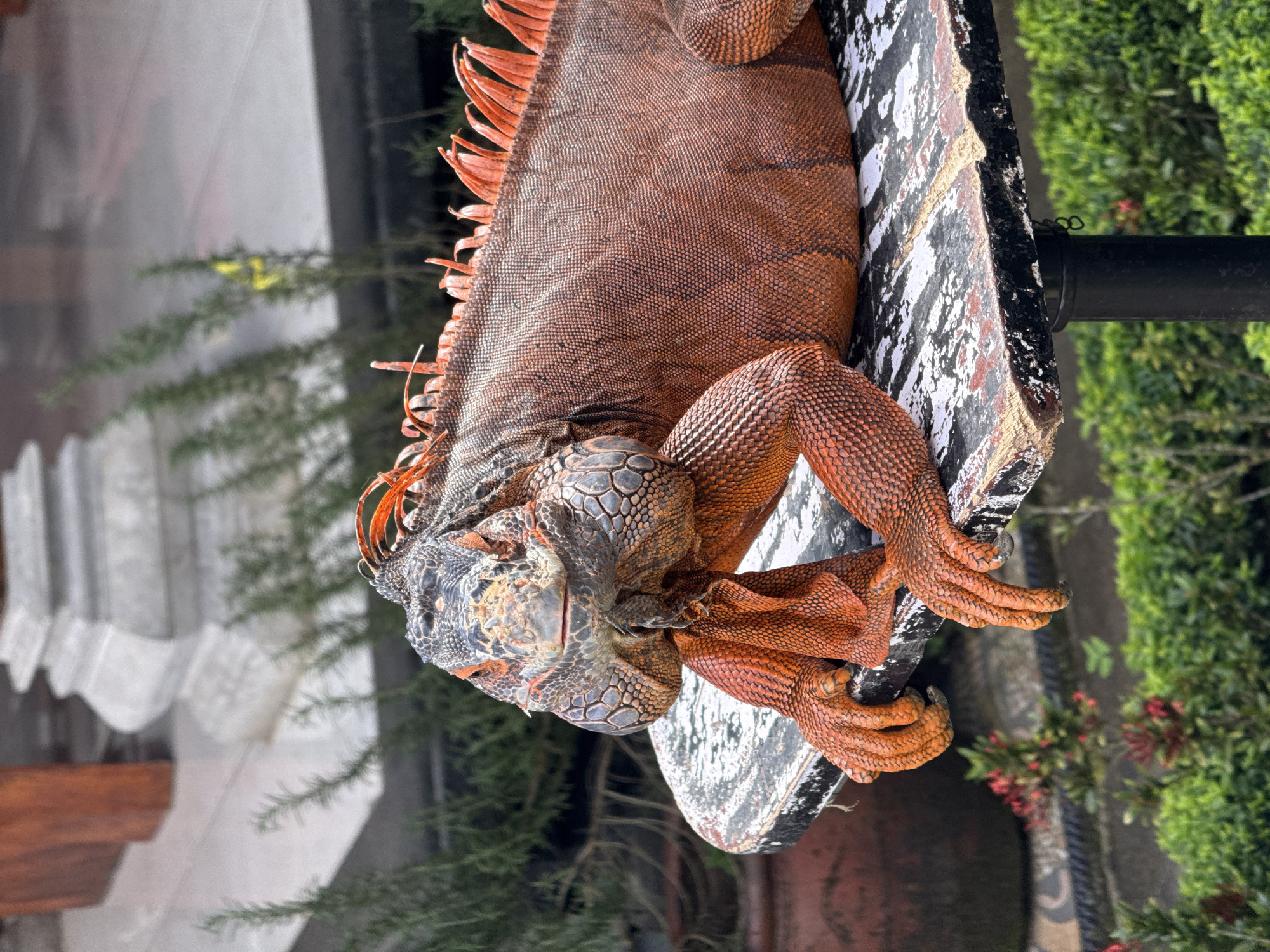 Morning scenes captured in Baturiti: iguana, speedboat, waterside observer