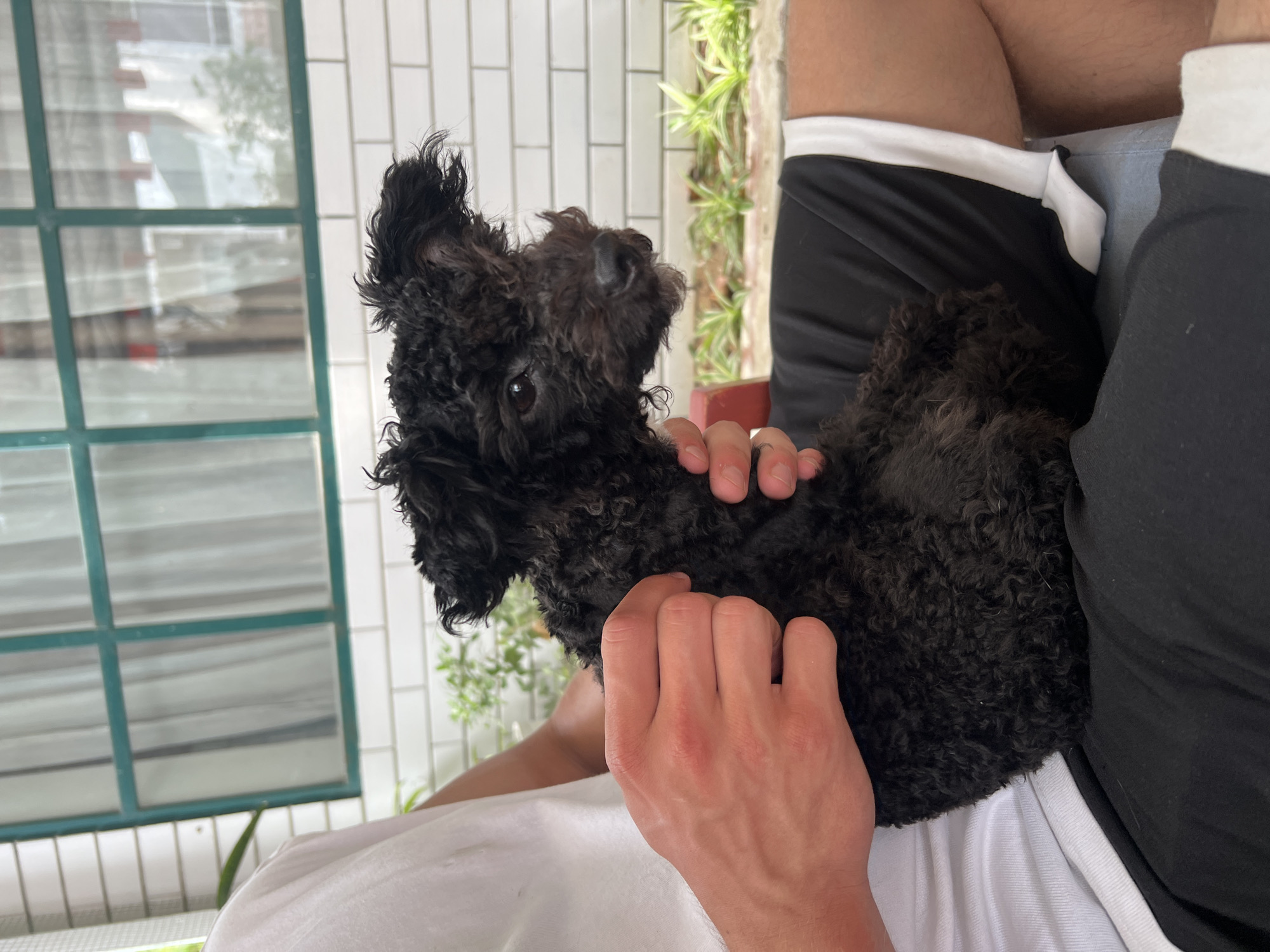 Morning cafe visit with poodle companion in Nha Trang