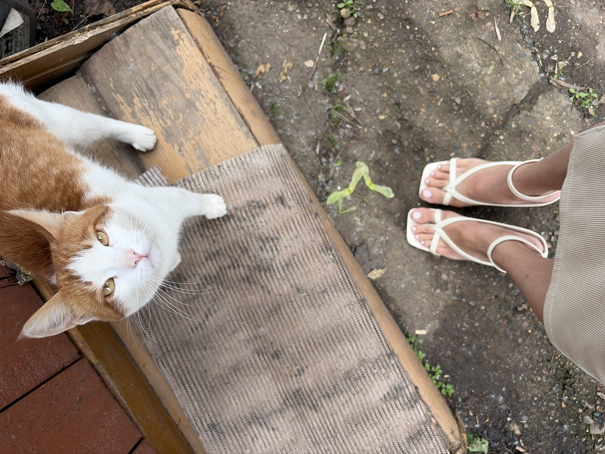 Orange tabby cat spotted outdoors in Izhevsk, Russia