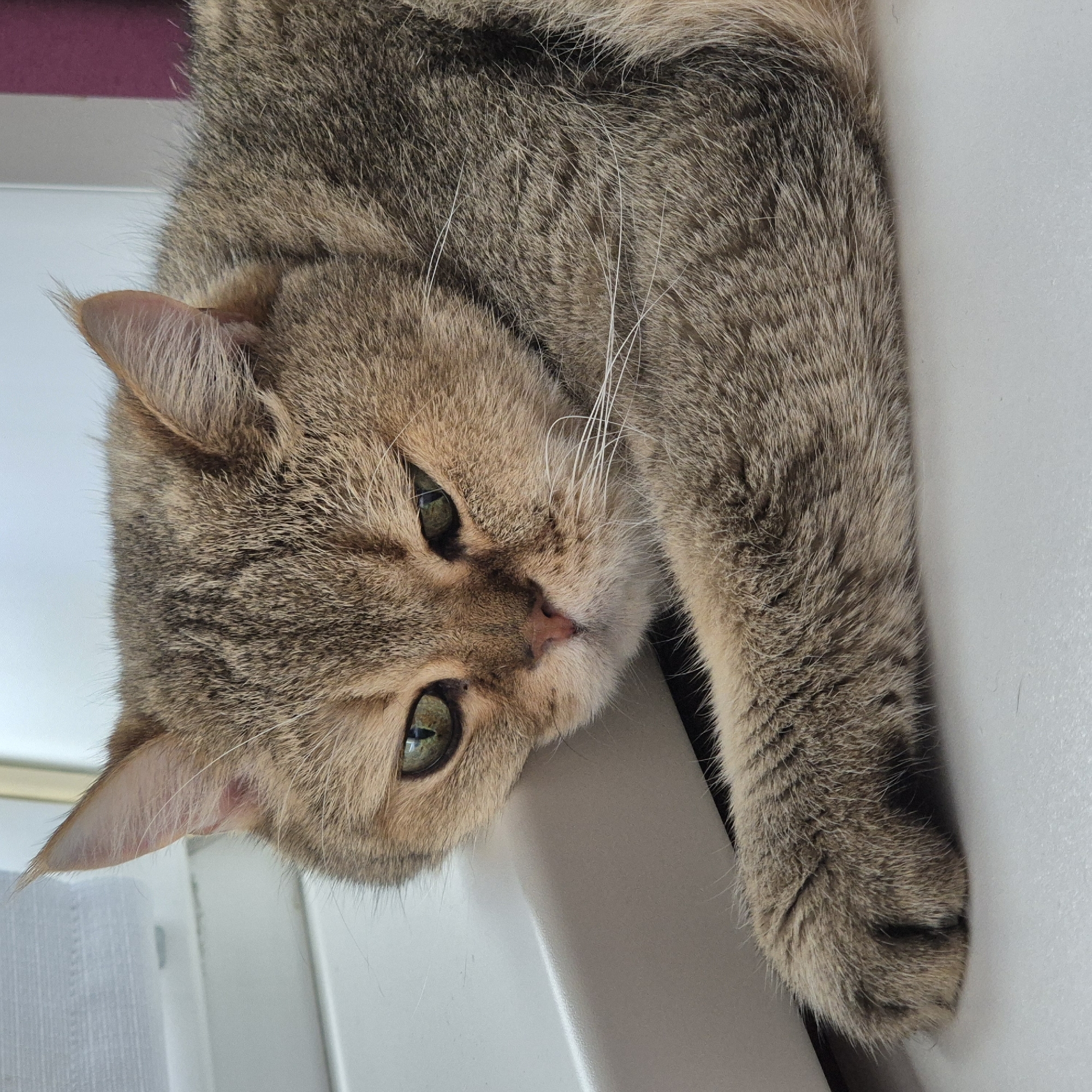 Tabby cat rests on windowsill in Kemerovo, Russia