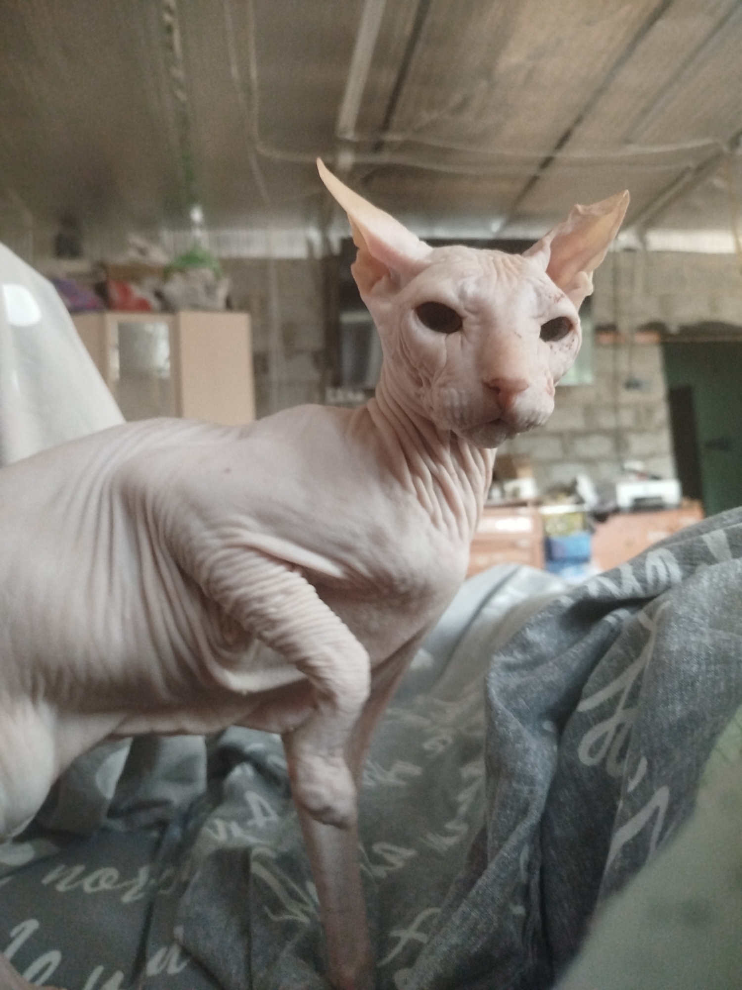 Sphynx cat lounging in Zavodoukovsk, Russia