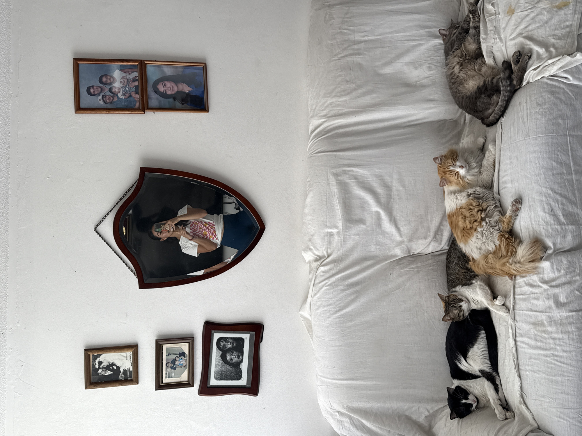 Five cats rest on sofa in Puebla home