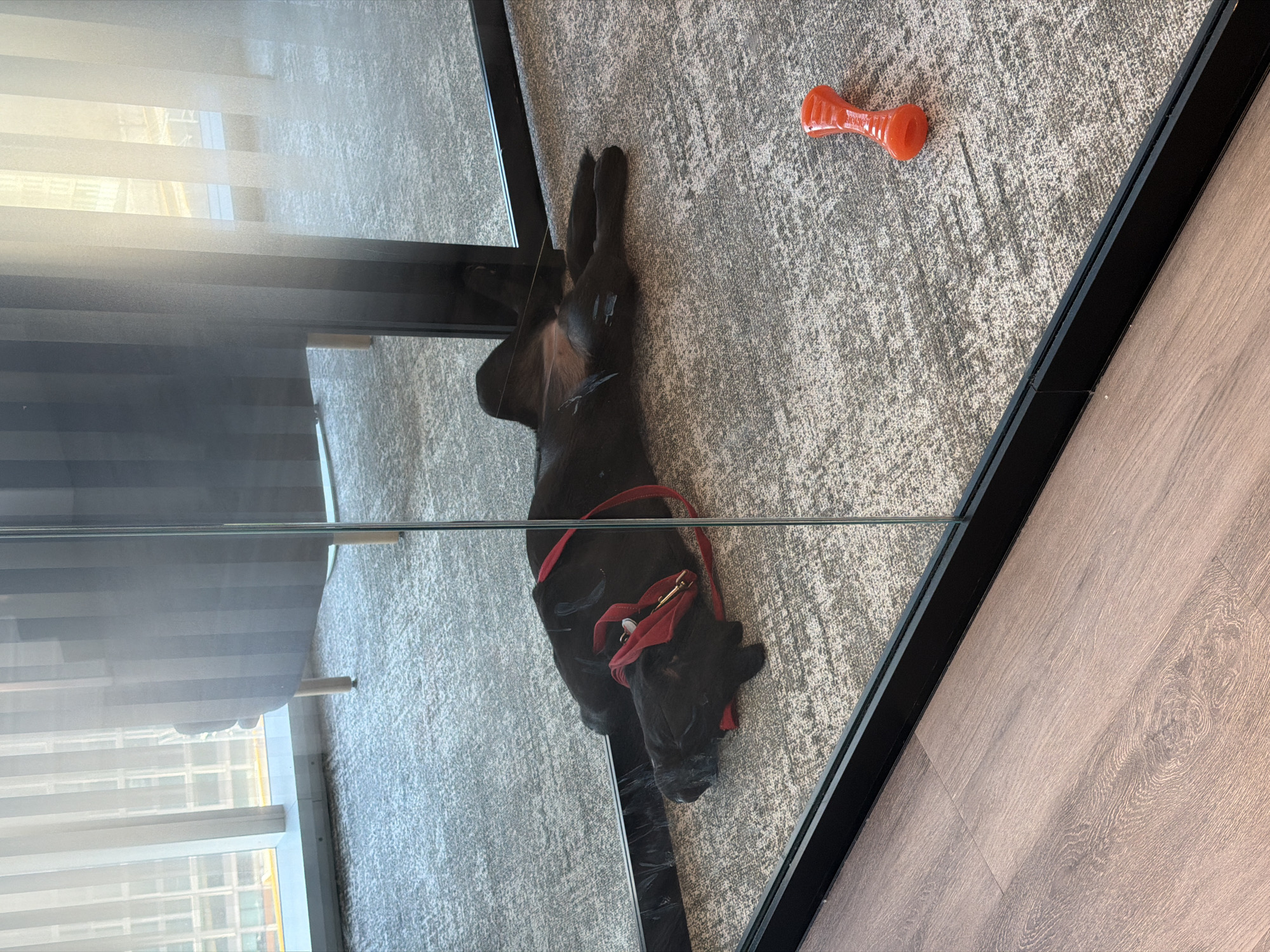 Black dog relaxes at home in Montreal apartment