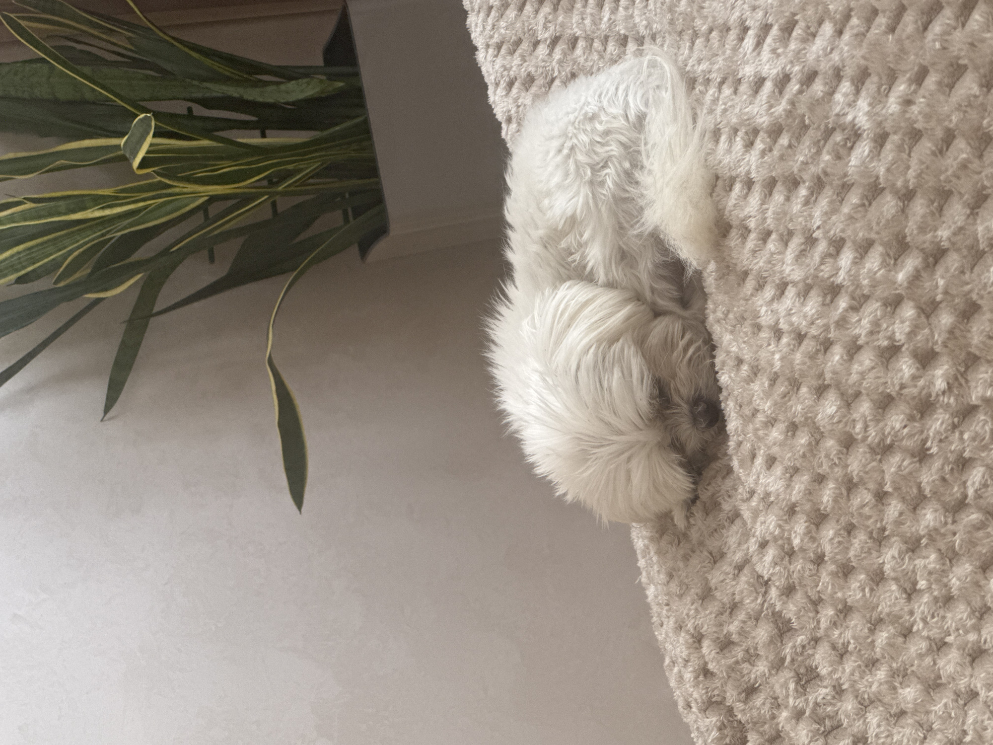 White dog napping on a blanket beside a snake plant