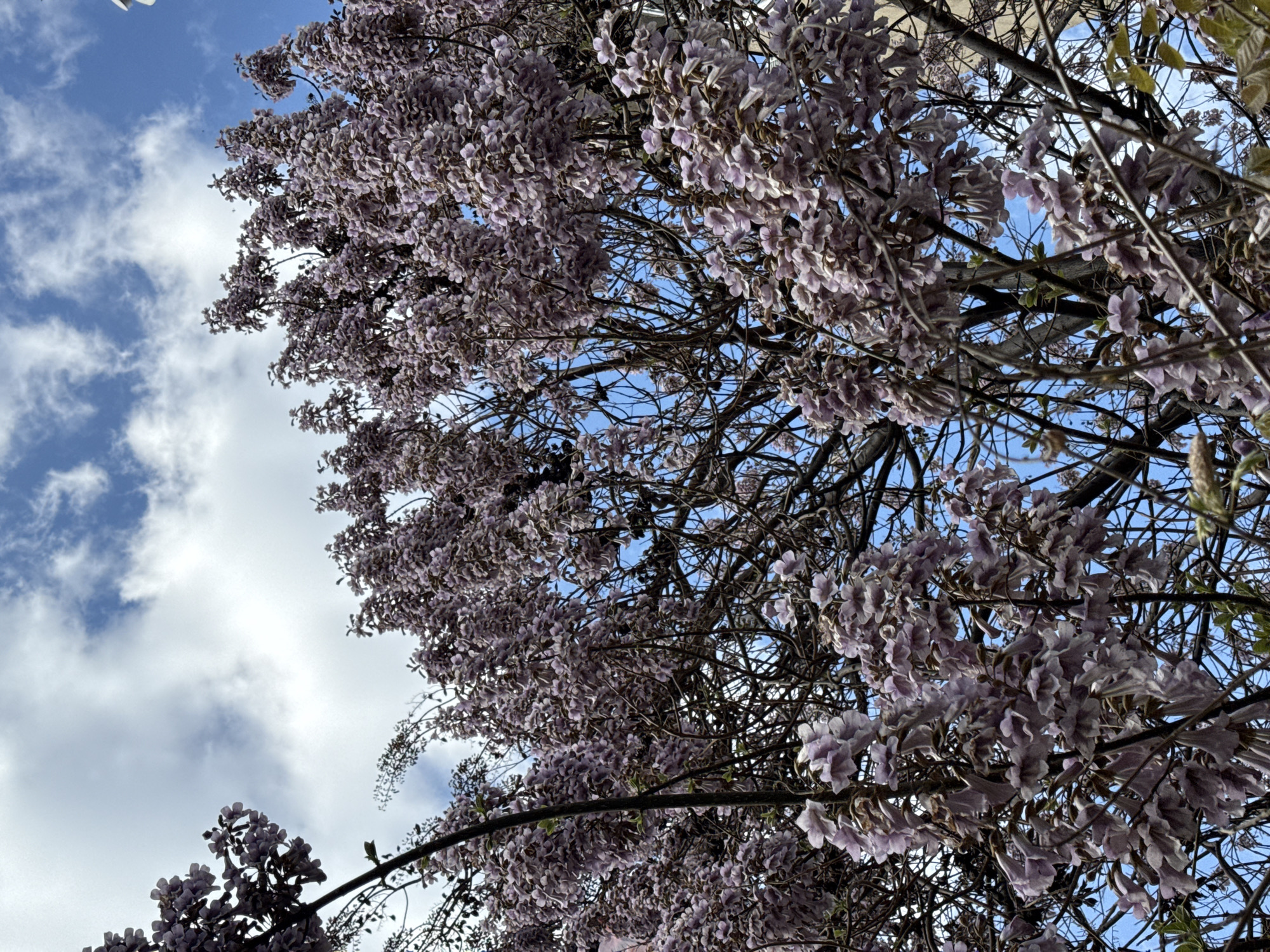 Spring wisteria blooms documented on Belgrade building facade