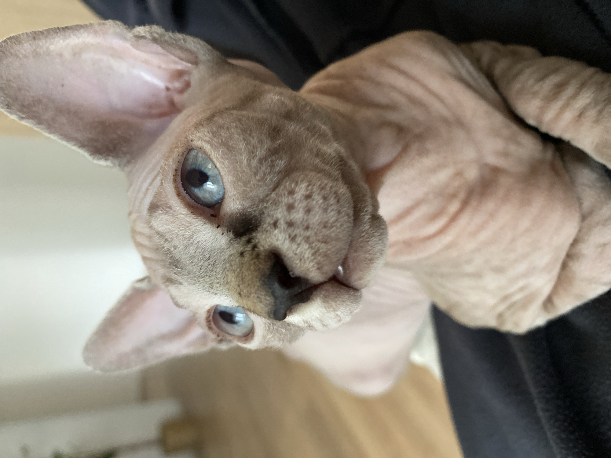 Hairless Sphynx cat photographed resting in Chemoshur, Russia