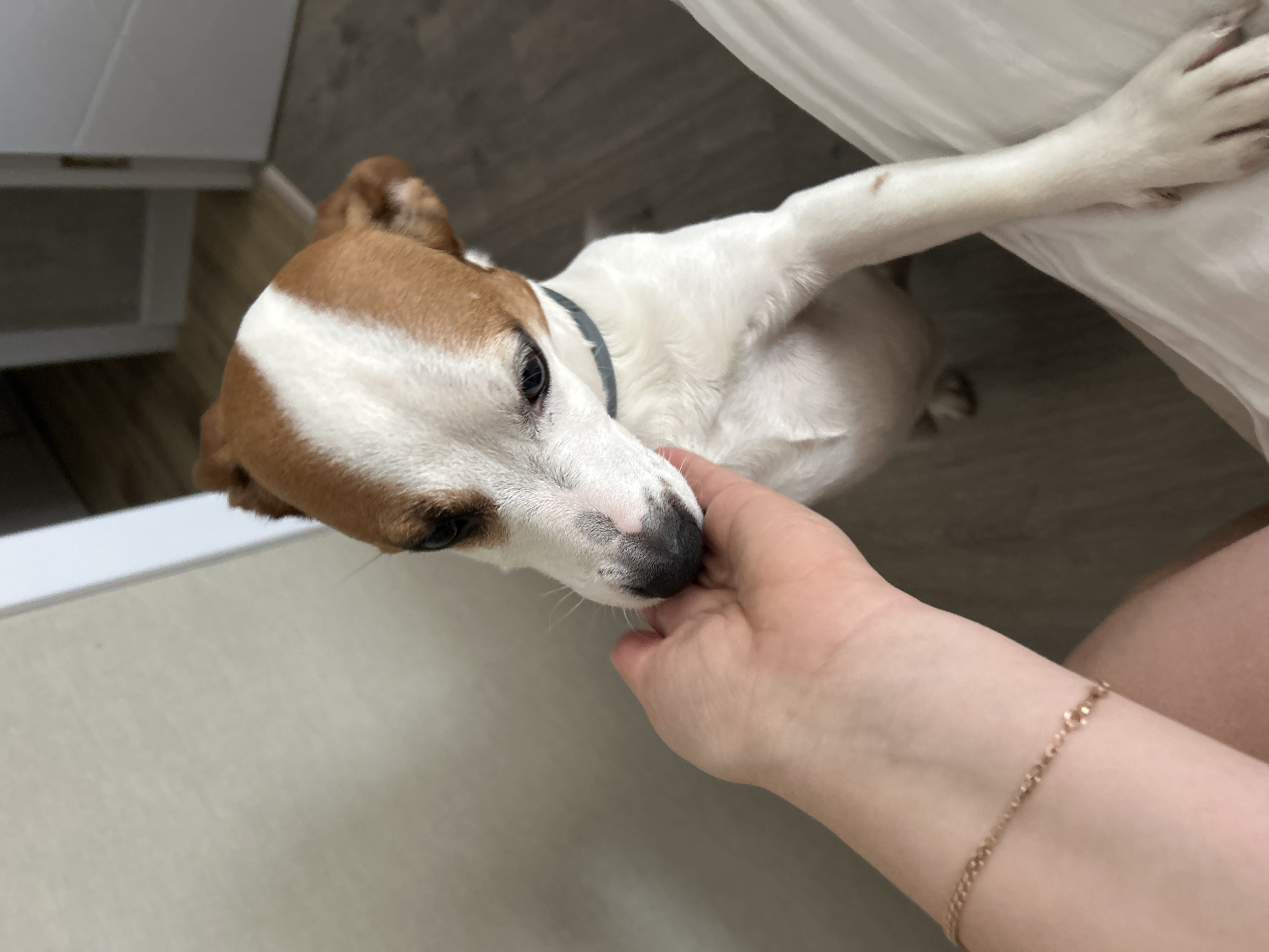 Quiet afternoon moments with family and dog in Russian home
