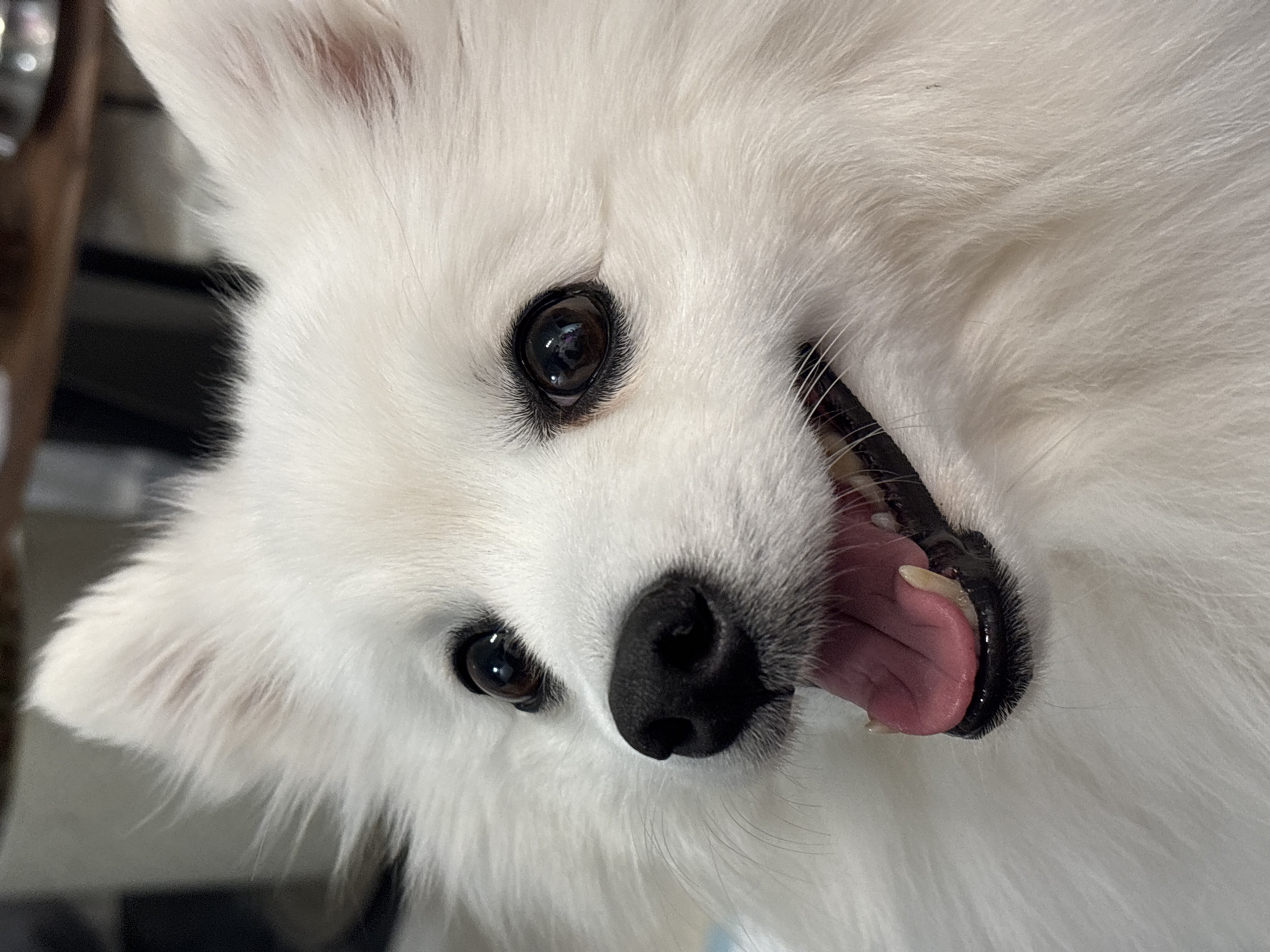 Pomeranian, vinyl, pop art, and houseplants in a Kazan evening