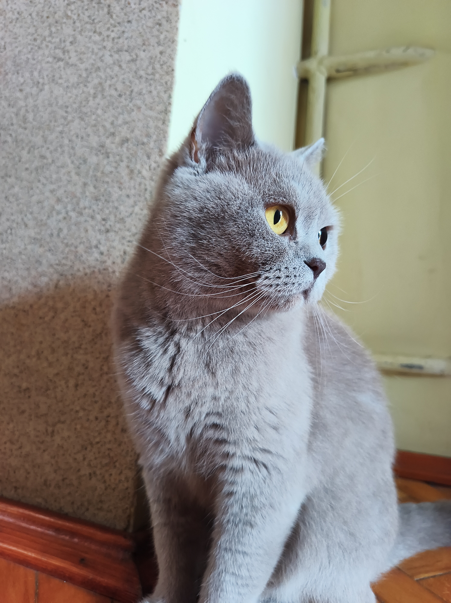 British Shorthair cat at home in Ternopil, Ukraine