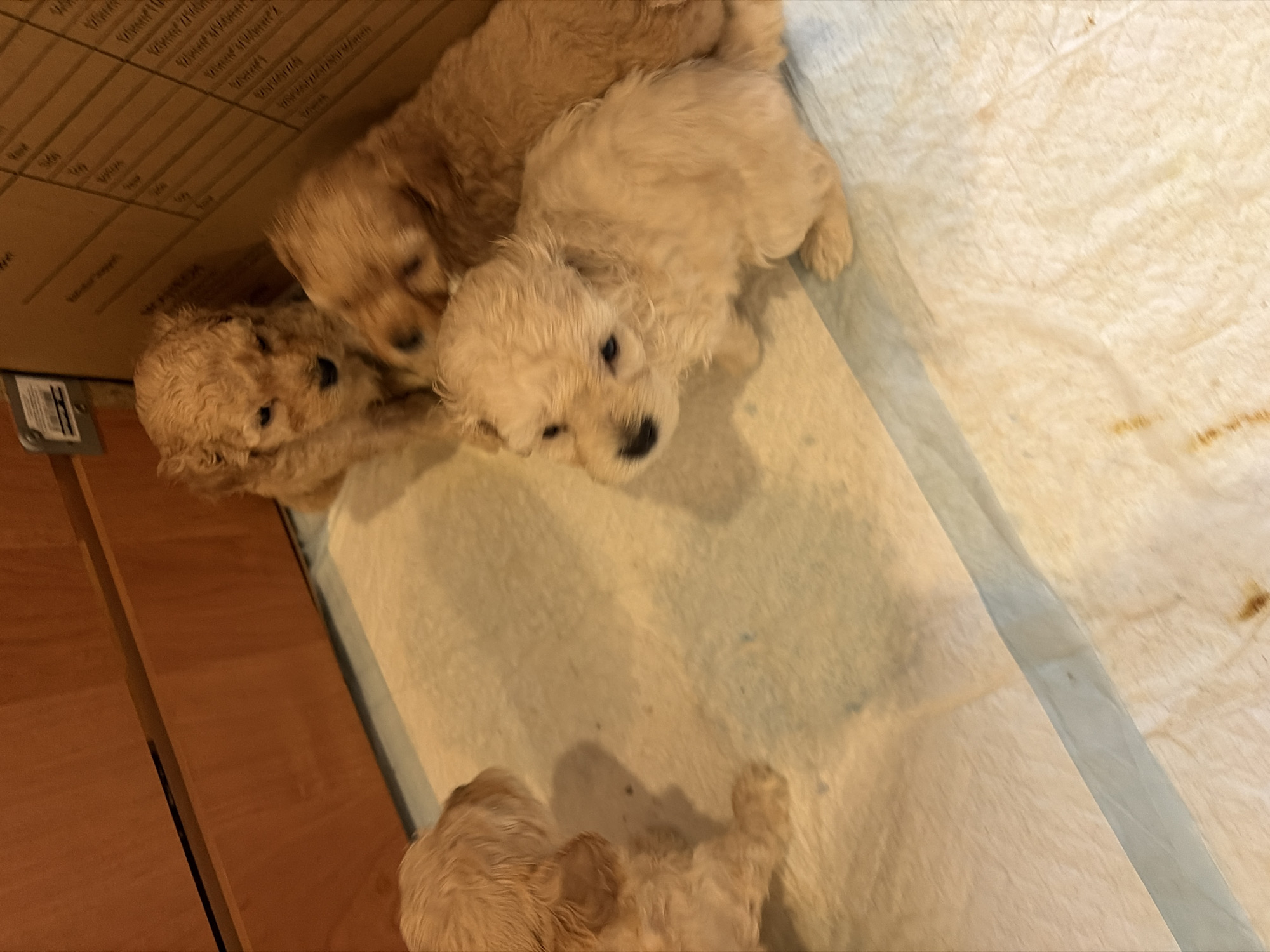 Four fluffy puppies spotted in Russian village