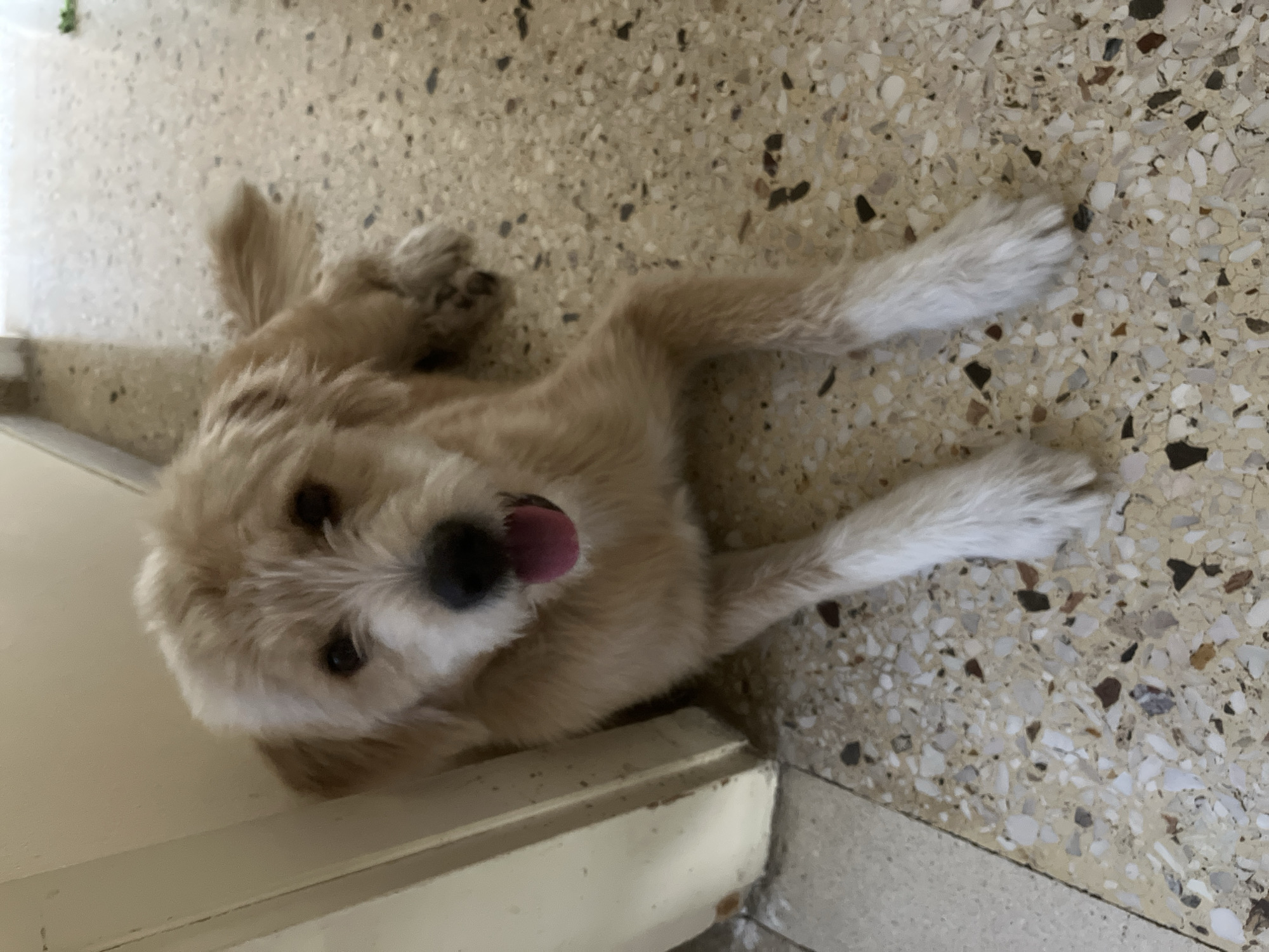 Scruffy dog cooling off on terrazzo floor in Paleo Faliro
