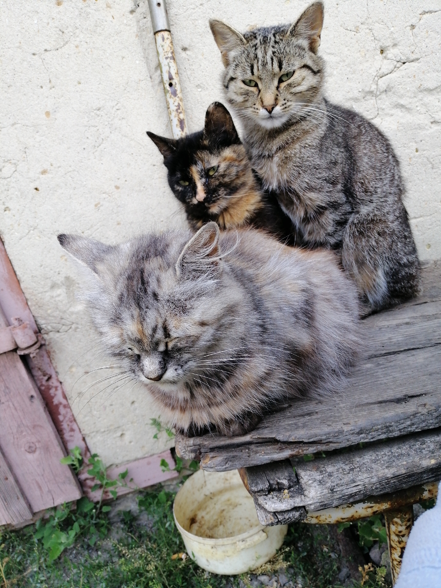 Cats lounging on a rustic bench in Lanivtsi, Ukraine