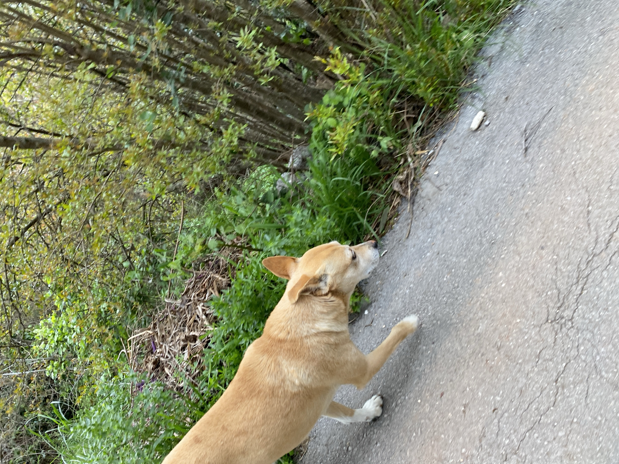 Dog spotted on sidewalk in wooded Budva area