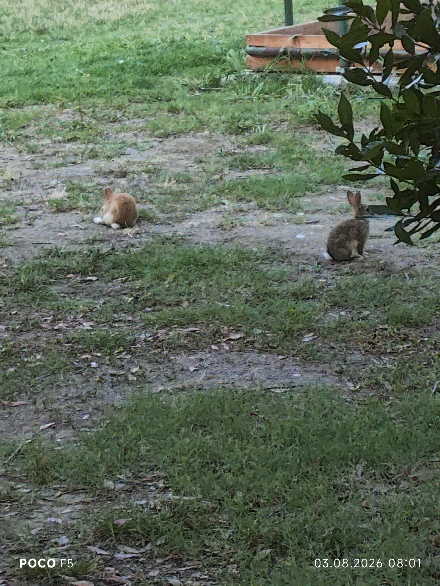 Morning at a Collecchio villa estate, animals roaming the grounds