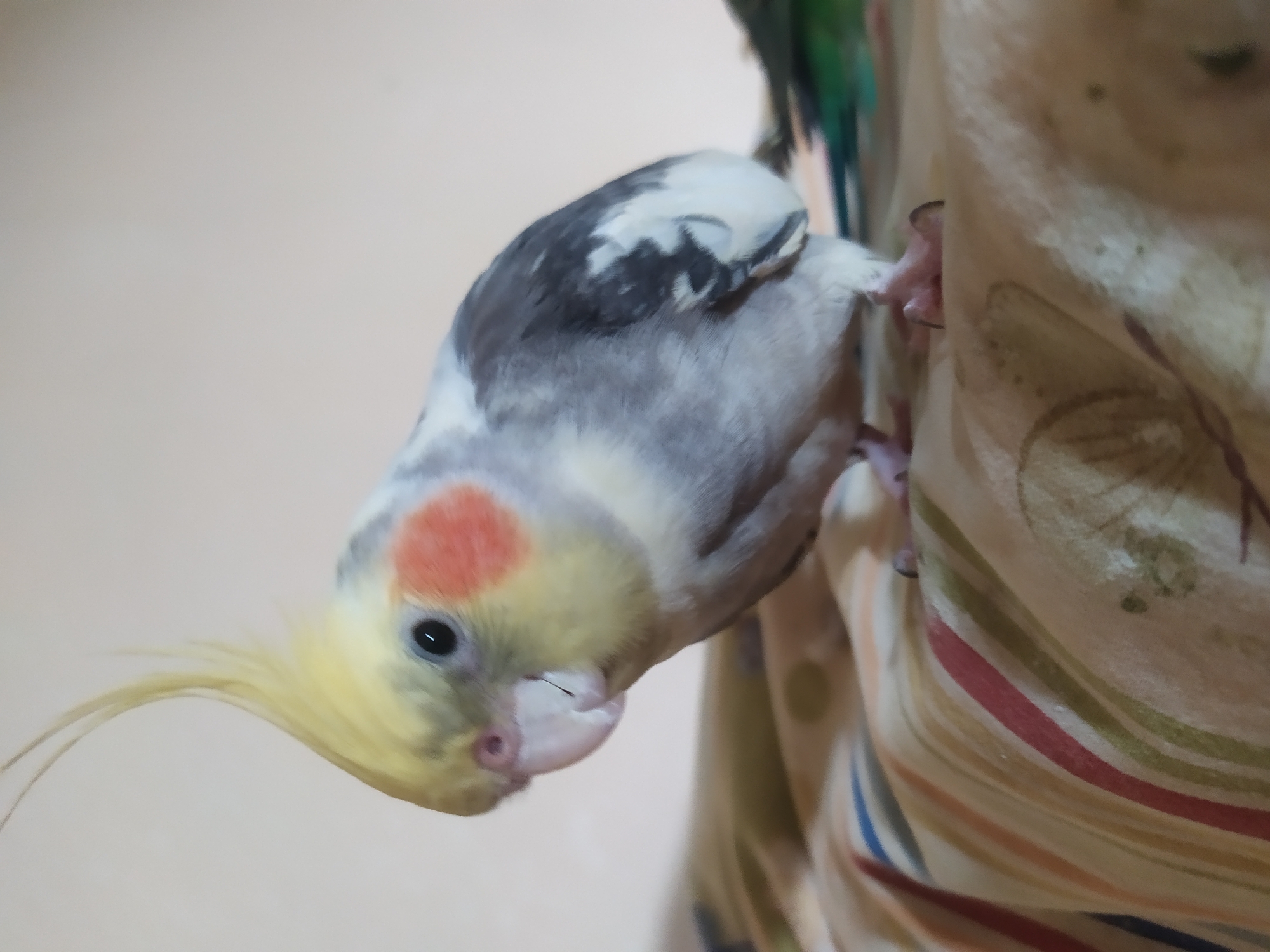 Cockatiel and budgie hanging out on a cage in Bilajari