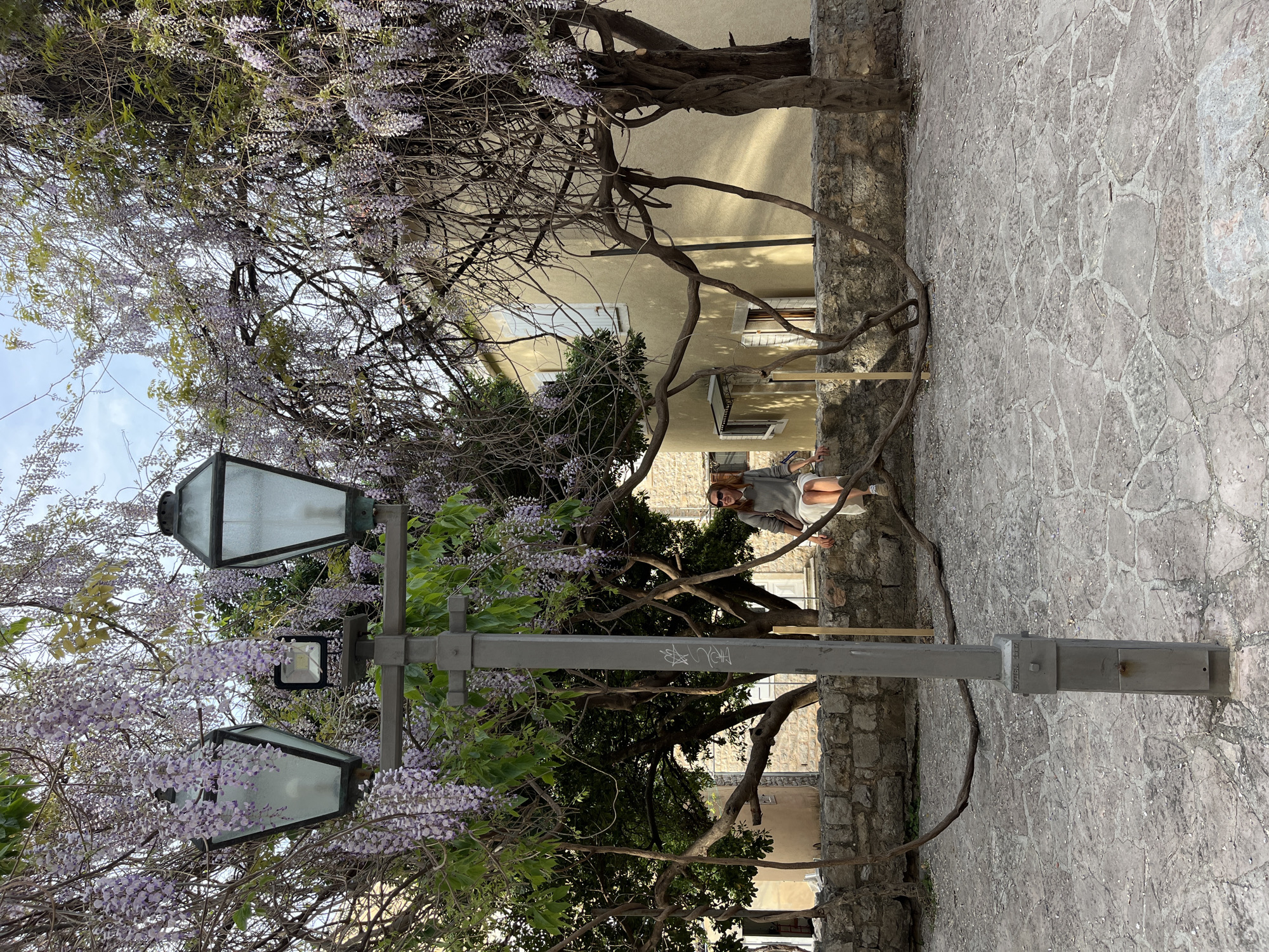 Spring scenes documented in Budva featuring wisteria blooms, pedestrians