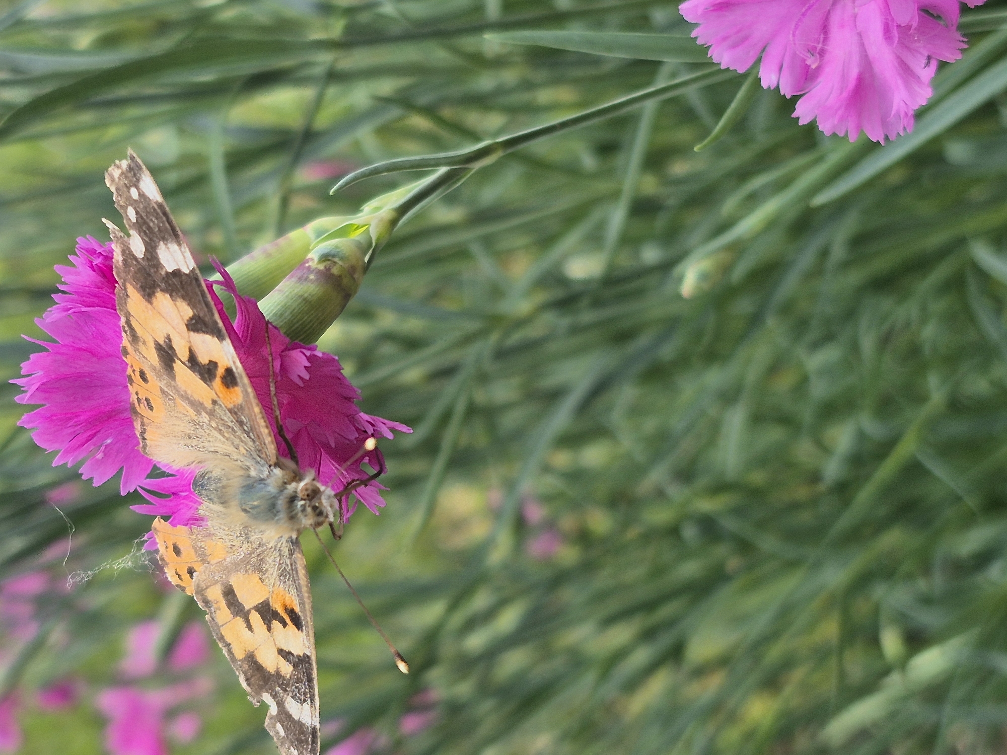 Injured butterfly spotted on pink snapdragons in Bulgarian village