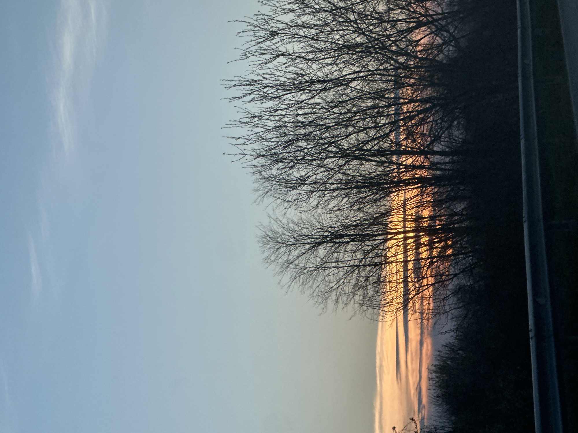 Twilight scene with silhouetted tree observed in Kesarevo, Bulgaria