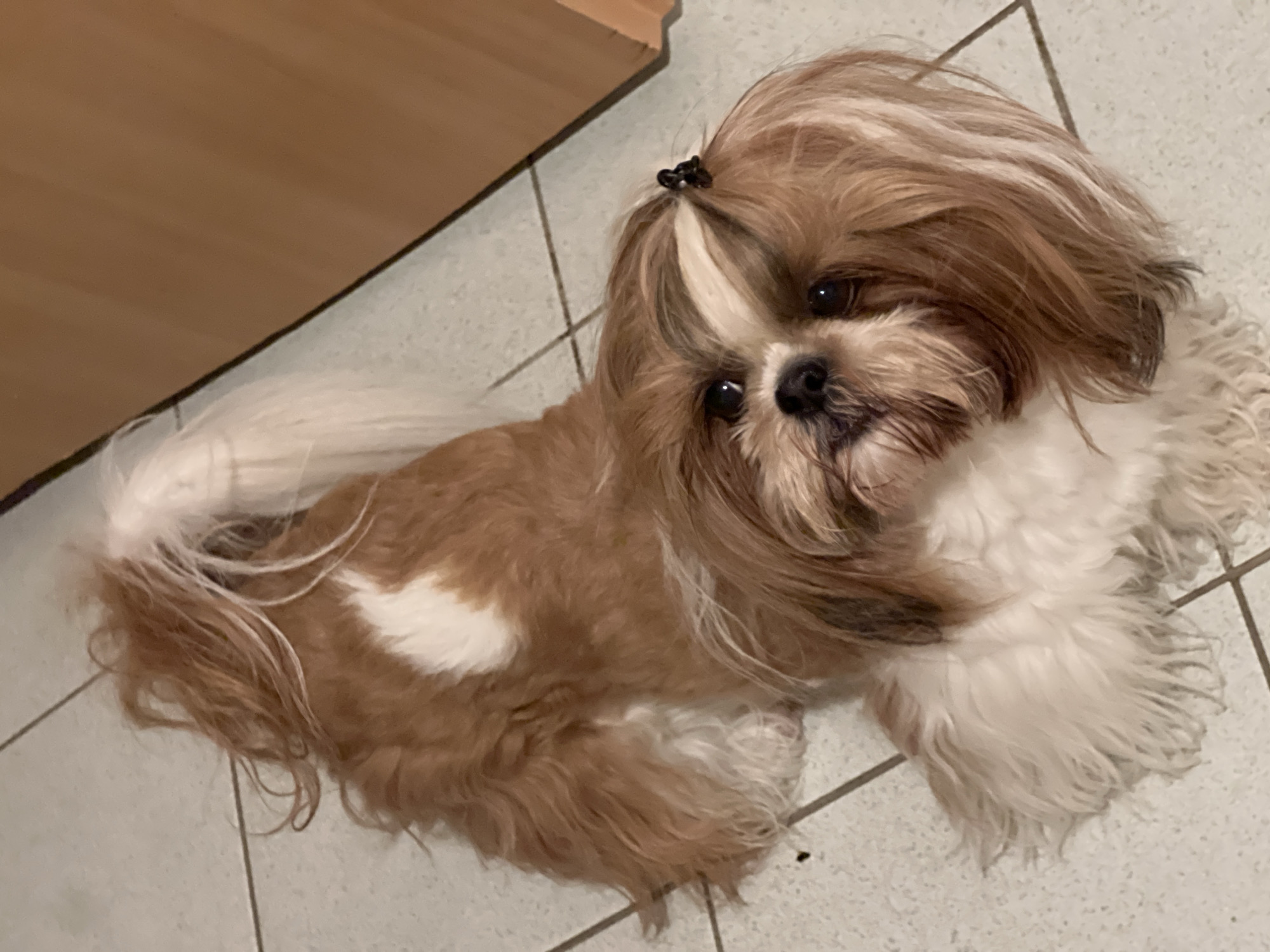 Two Shih Tzus on a Białystok evening, indoors and out