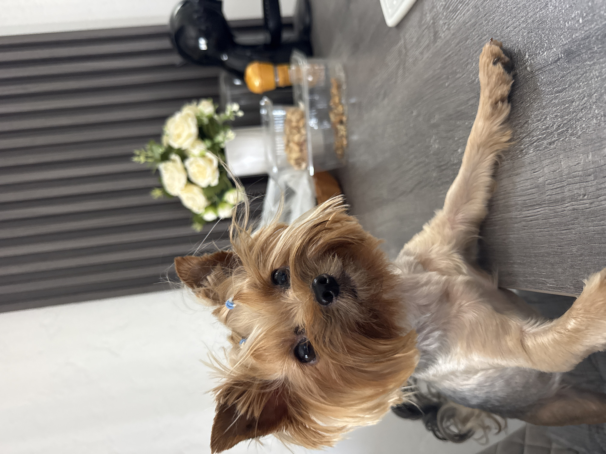 Yorkshire Terrier and coastal views from a Montenegrin hillside