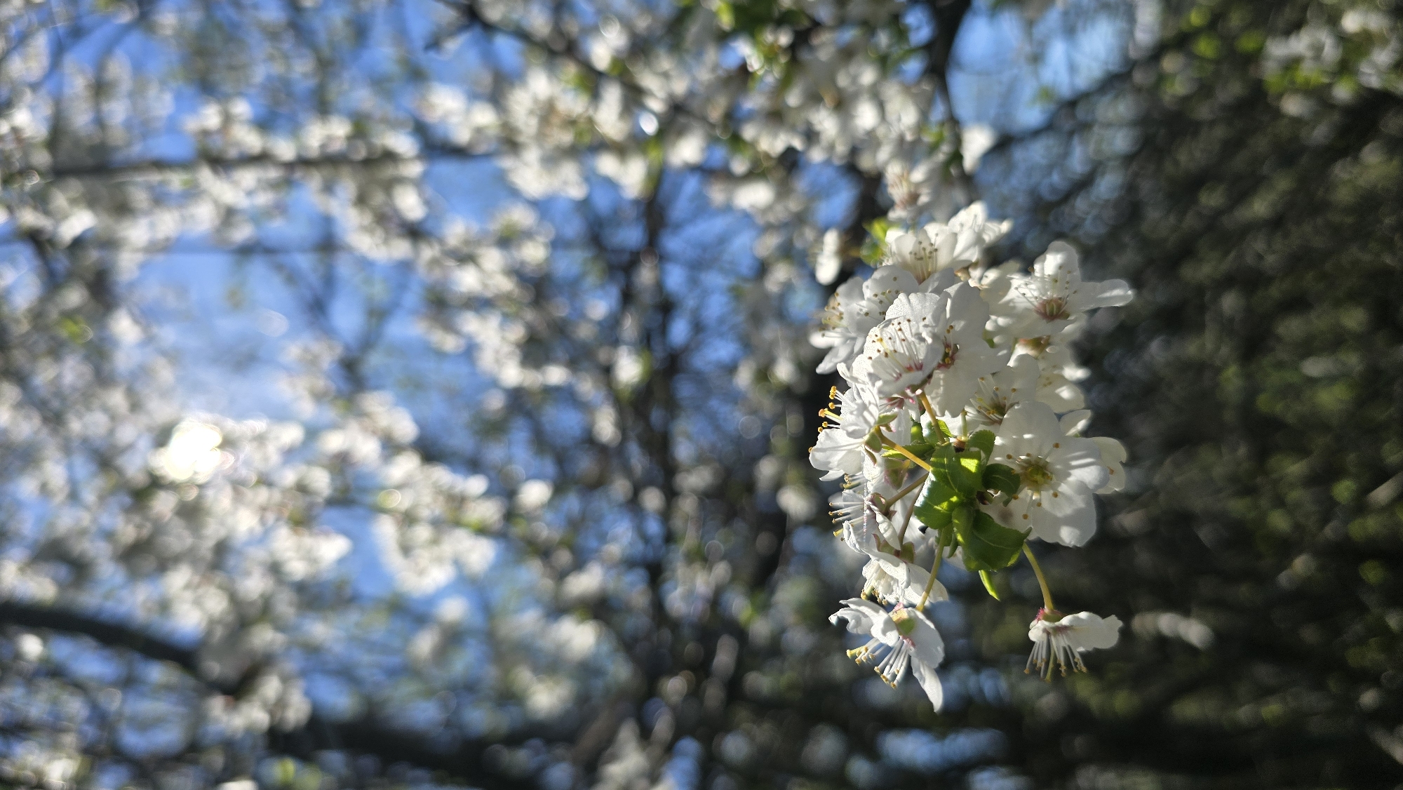 Spring blossoms photographed against blue sky in Izvorche, Bulgaria