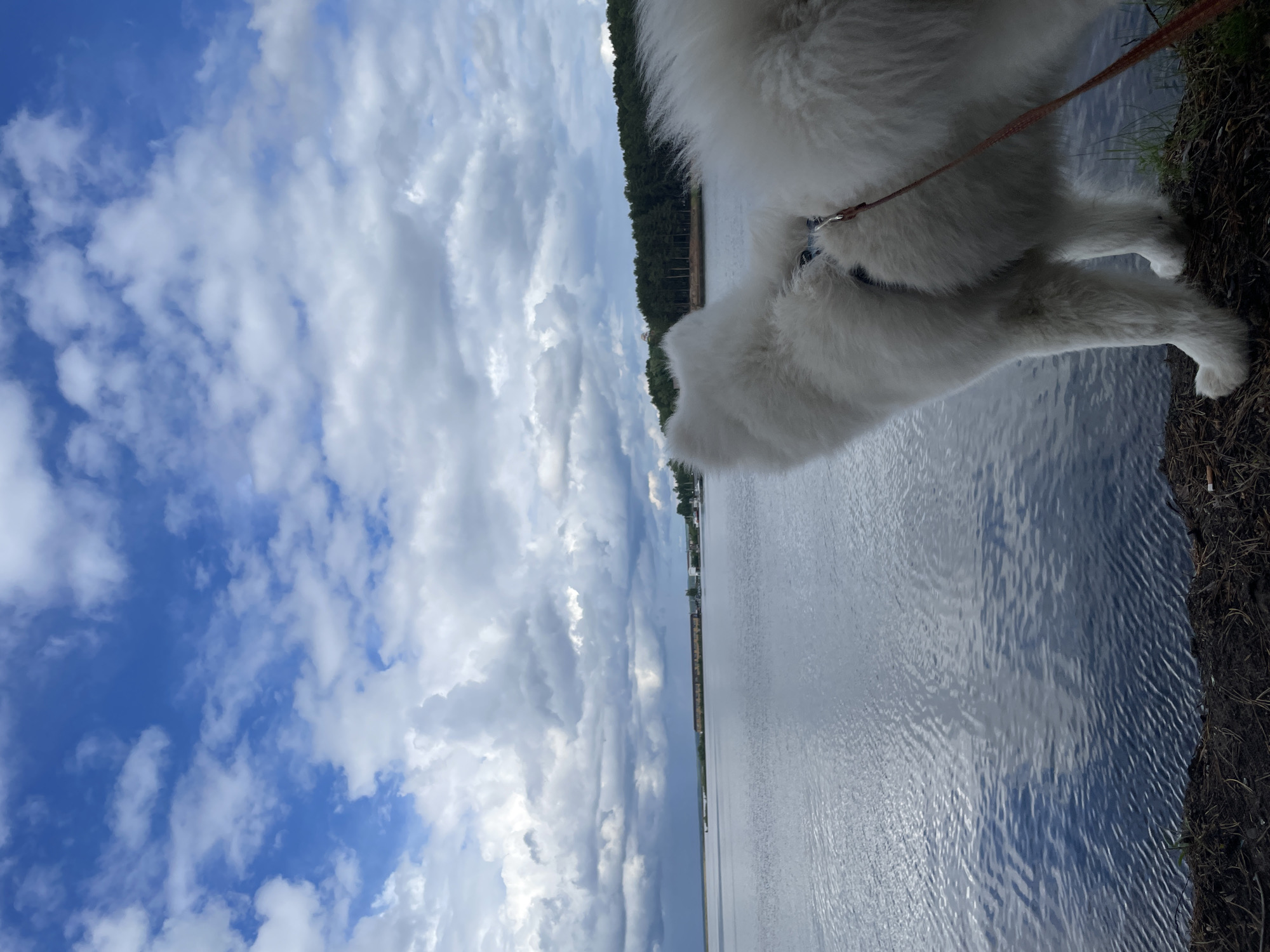 White dog explores waterfront near industrial crane