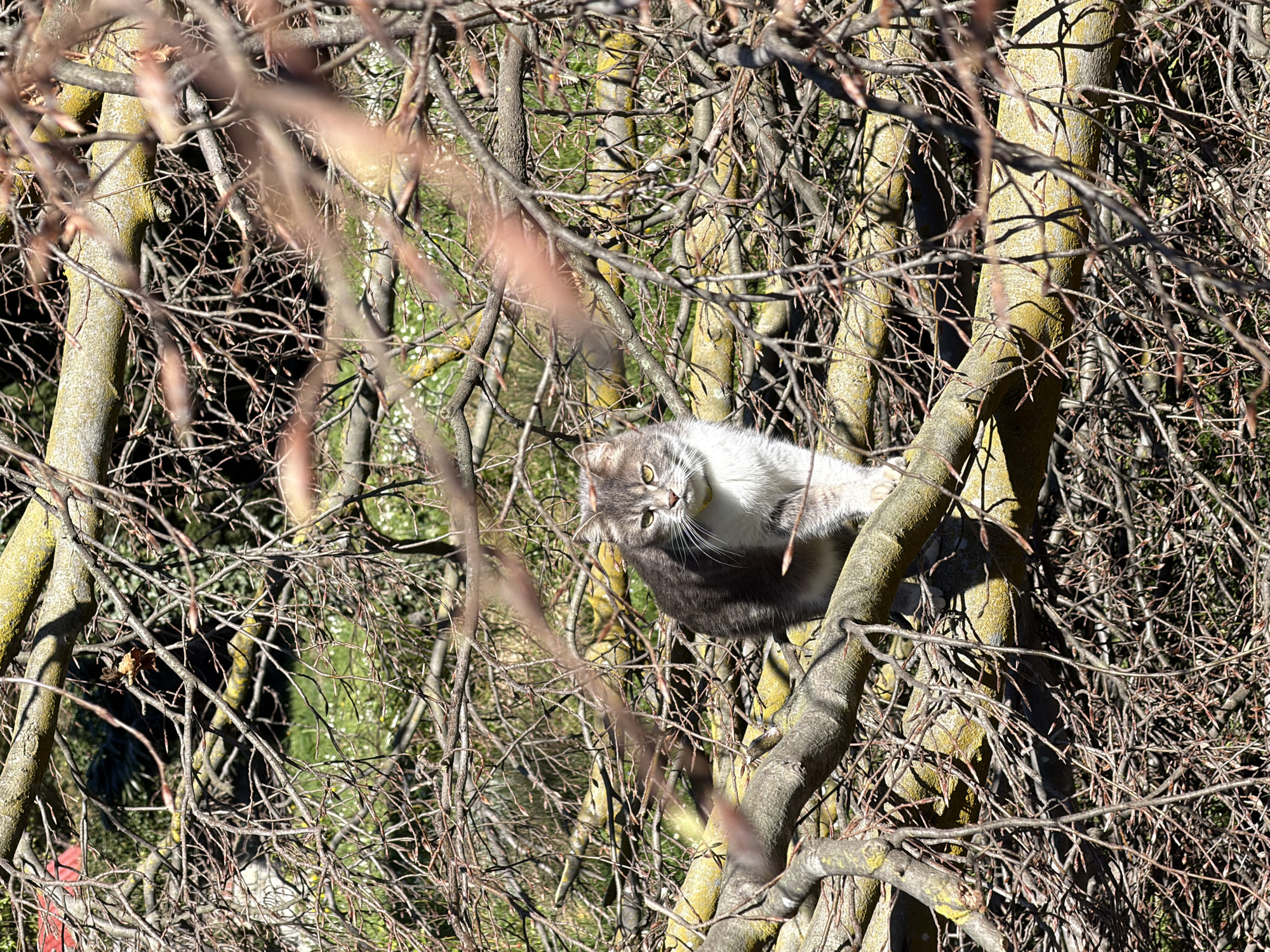 Domestic cat spotted grooming and climbing in Erba, Italy