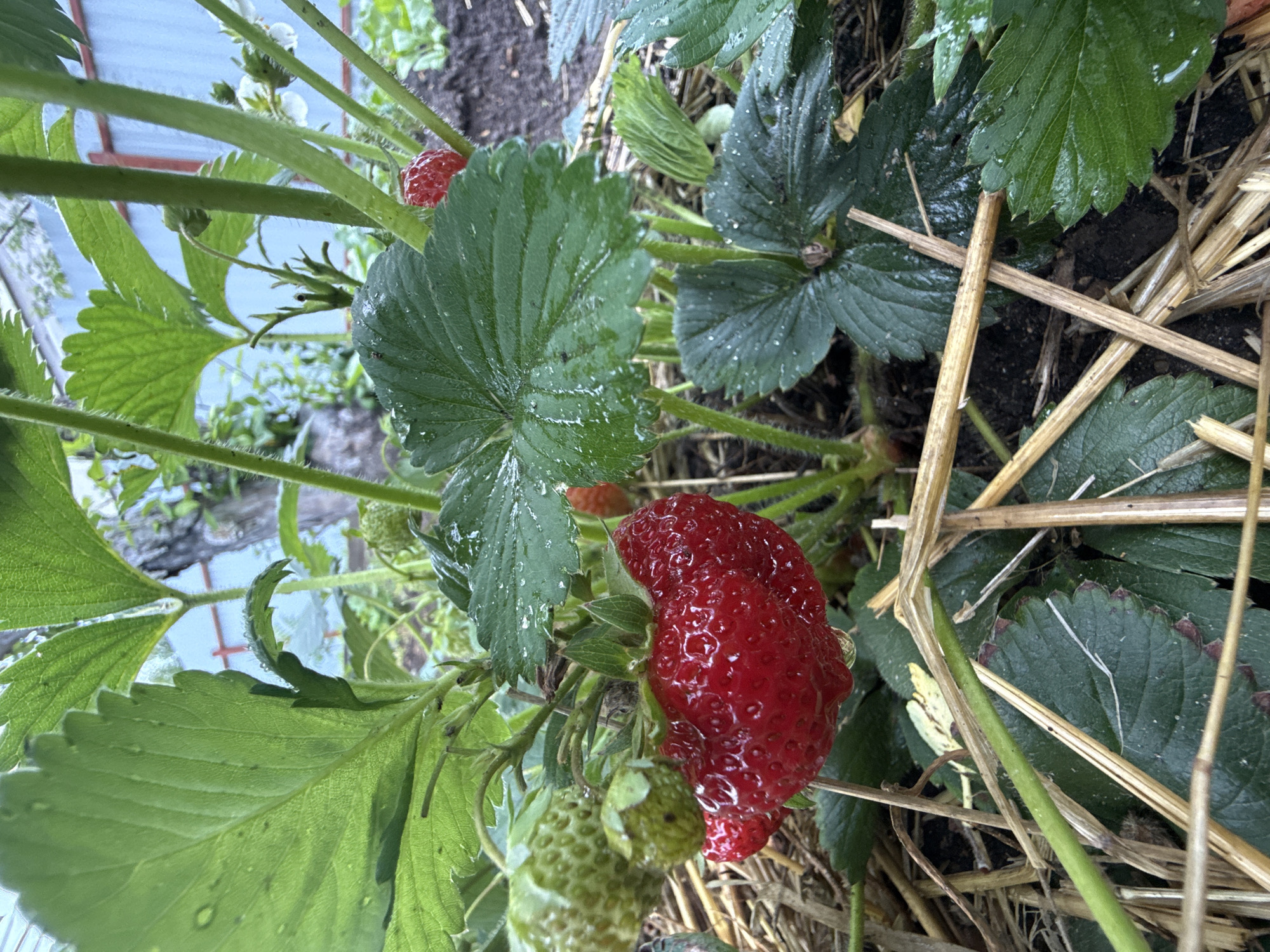 Garden blooms and indoor moments in Dmitrov