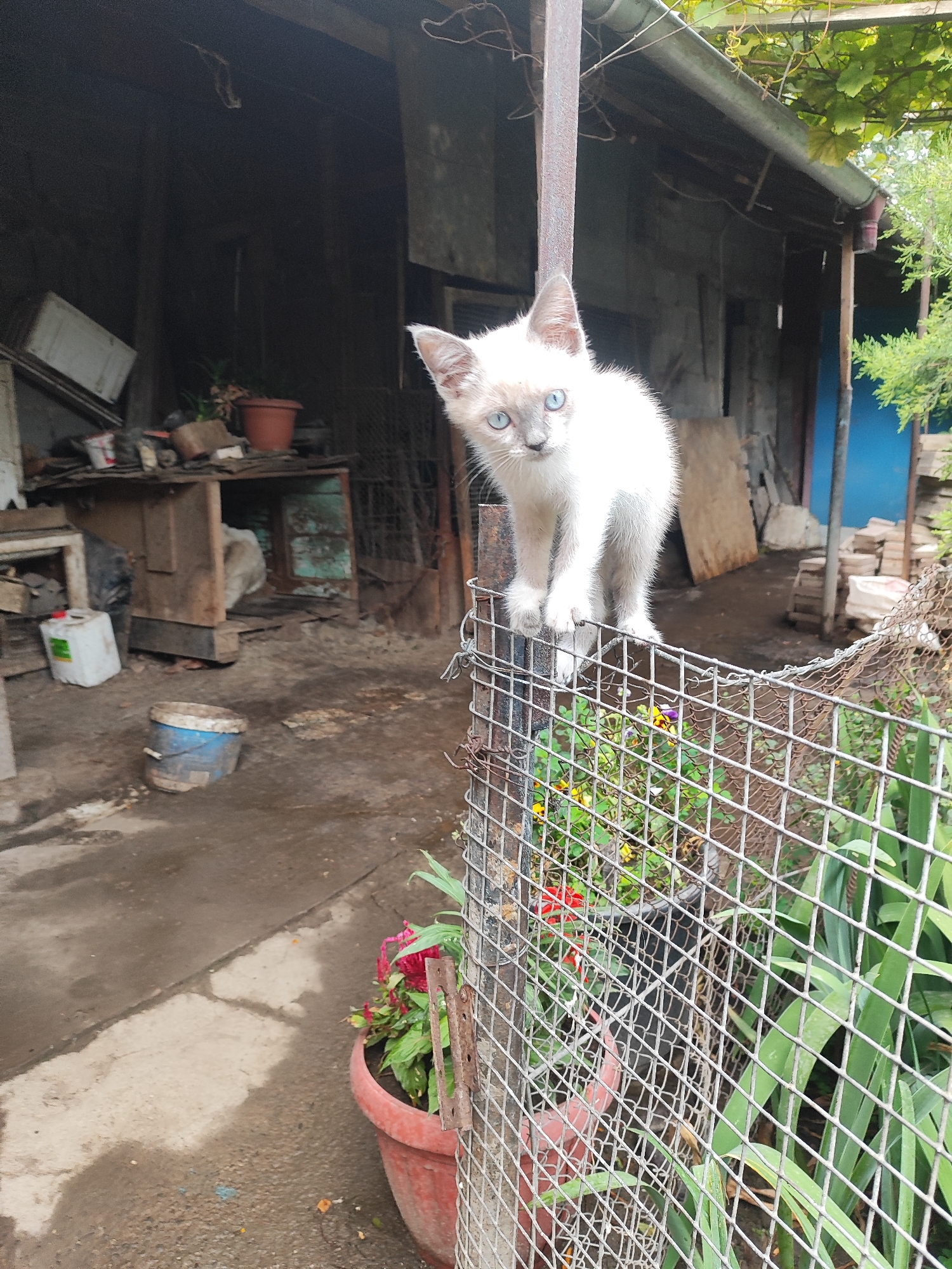 Cats, flowers, and summer skies in a Bishkek backyard