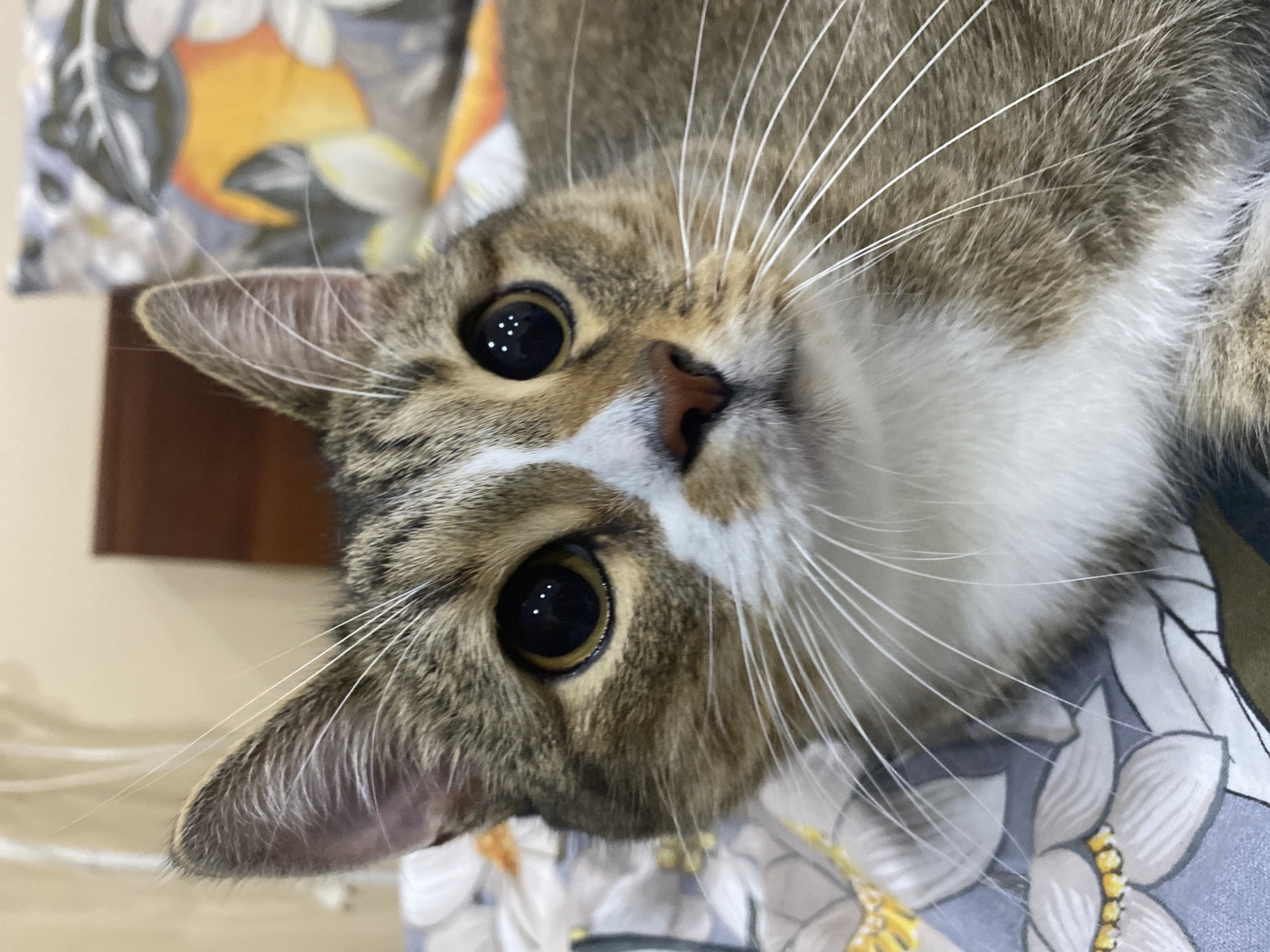 Tabby cat chills and plays at home in Novokuybyshevsk