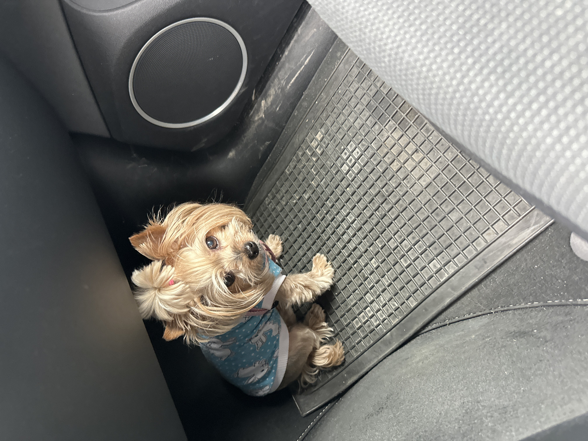 Dog in bunny-patterned shirt rests in vehicle footwell, Bulgaria