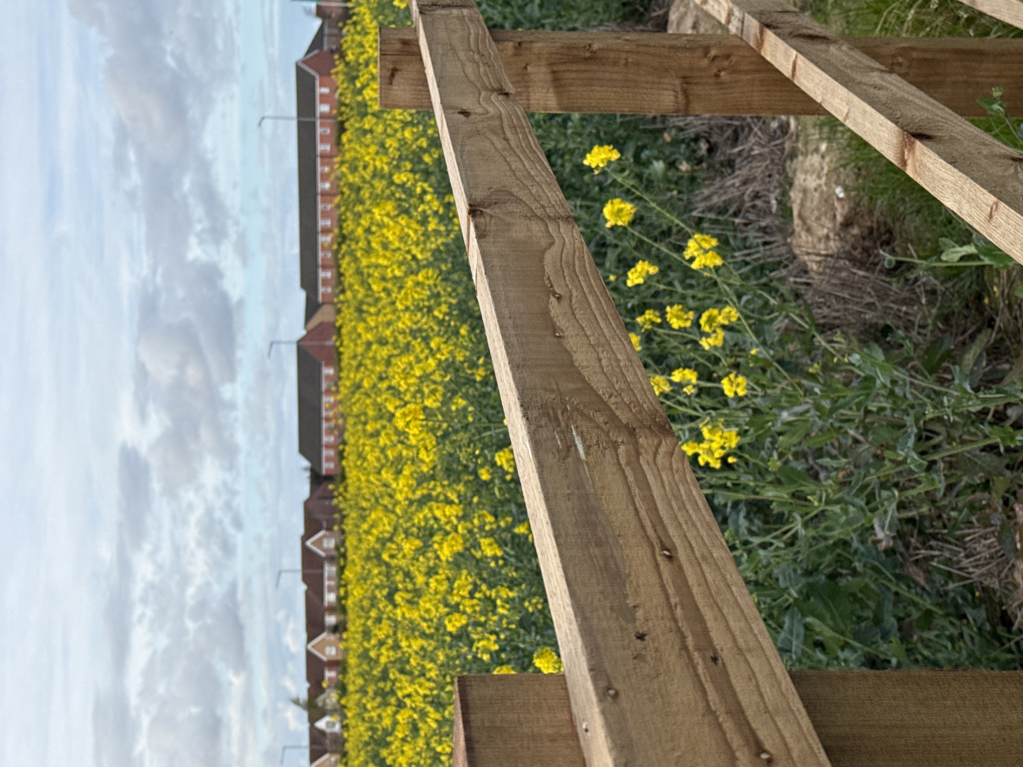 Spring rapeseed fields bloom near Great Yarmouth, UK