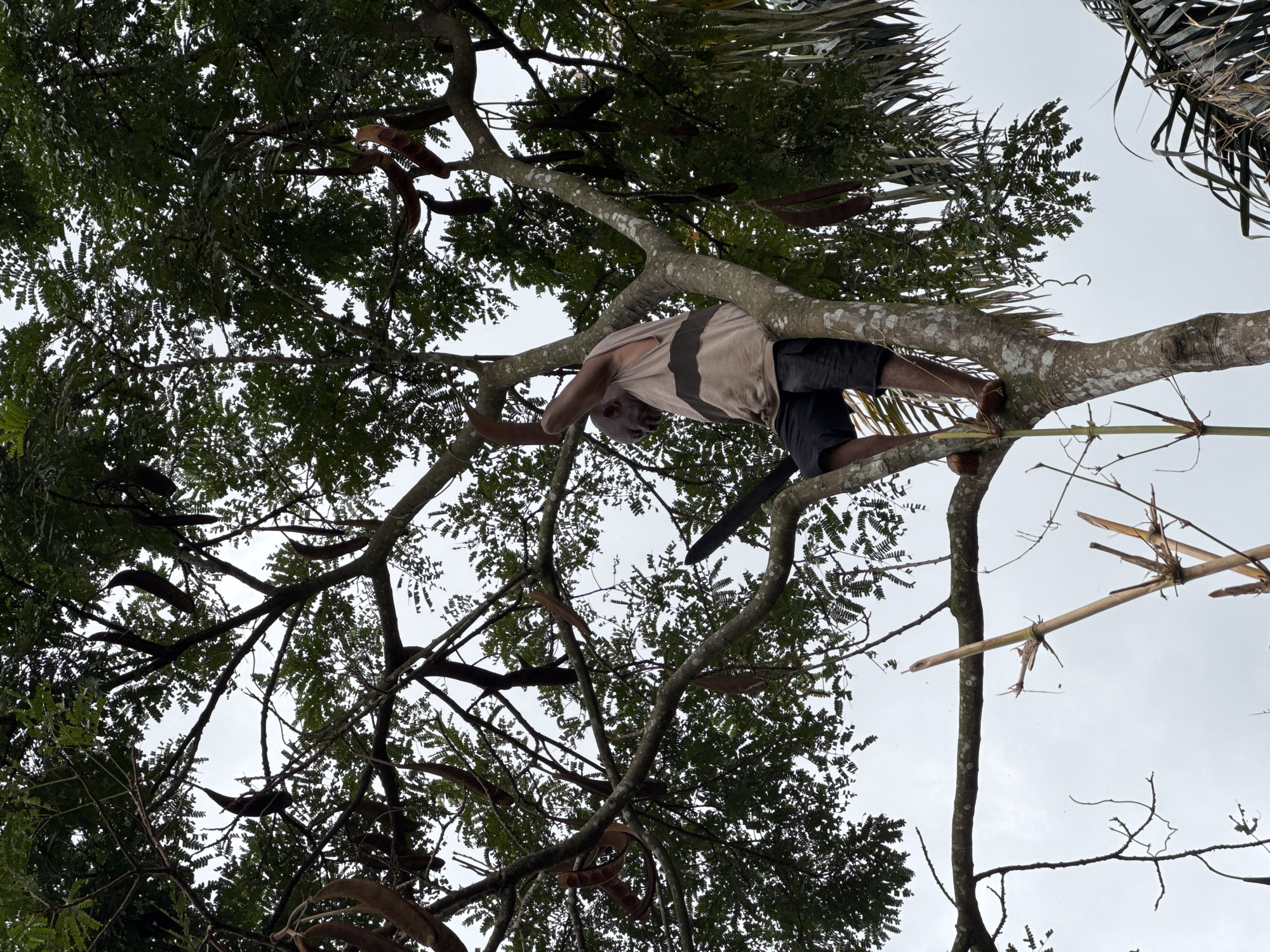 Man performs tree pruning work in Nigerian communities