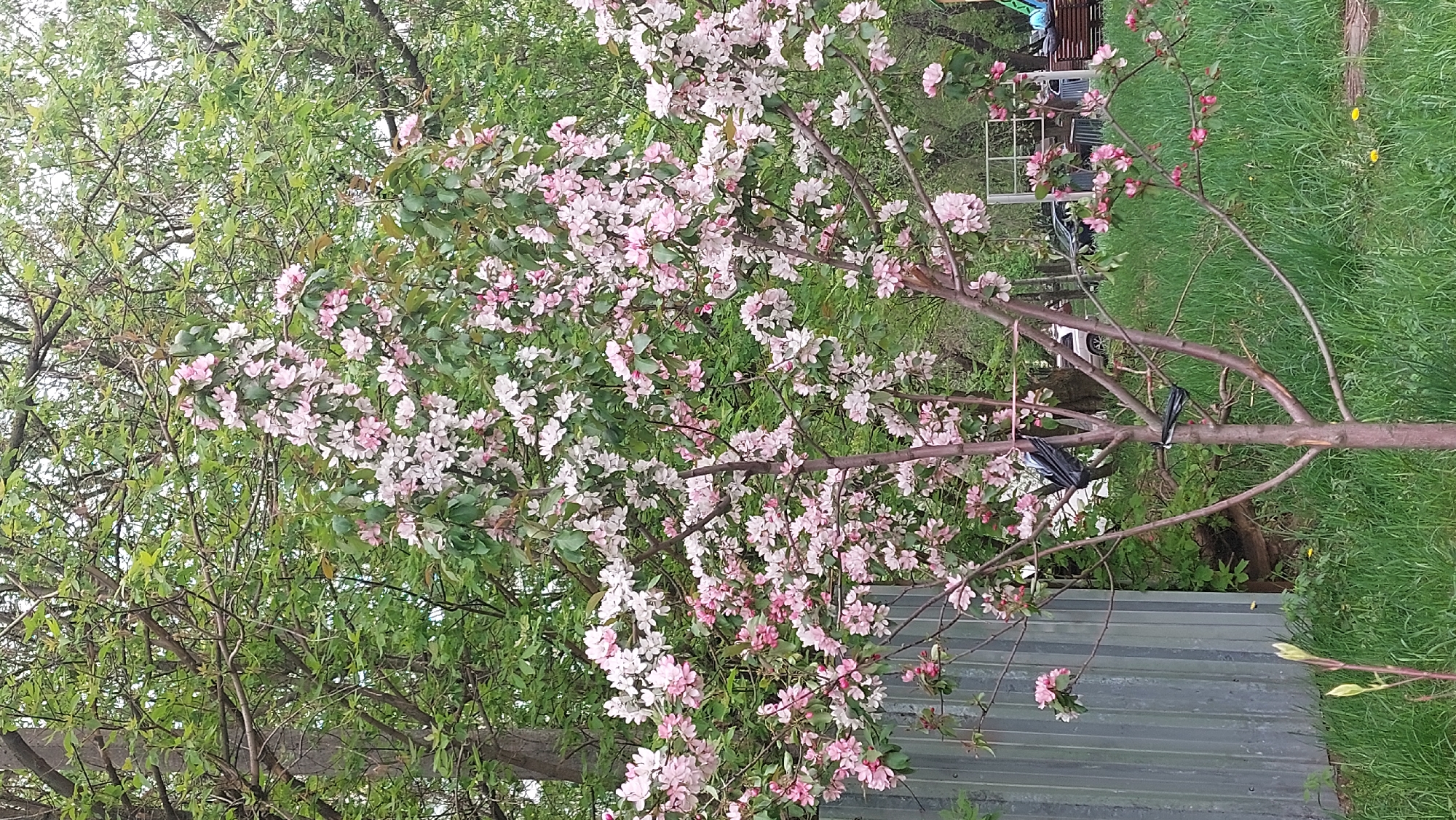 Moscow morning: flowering trees, houseplants, vintage car documented
