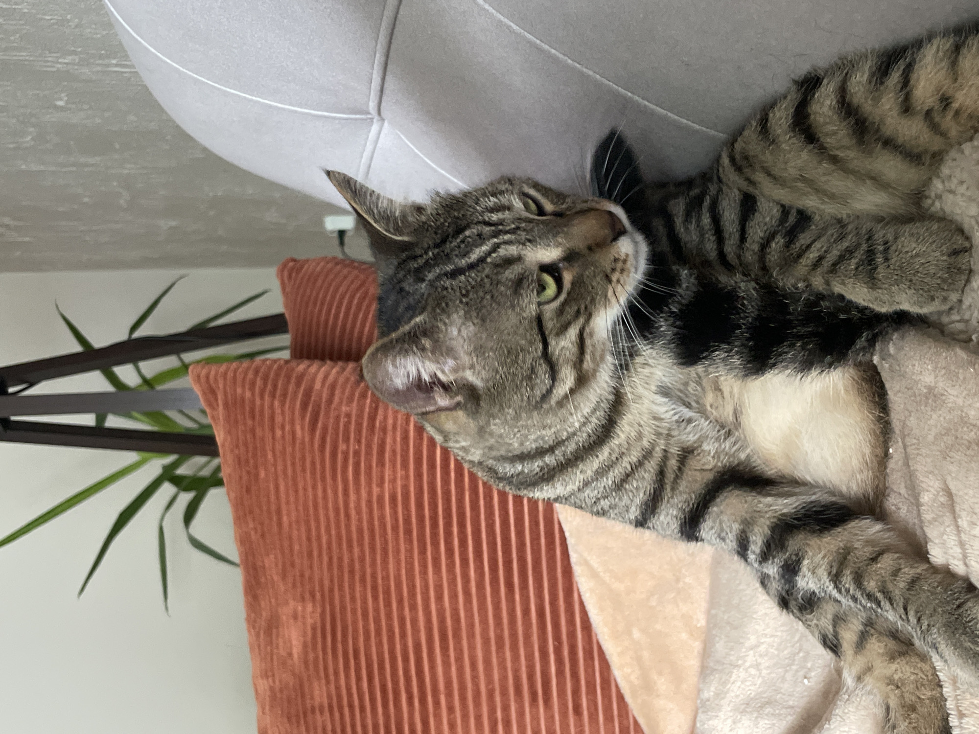 Tabby cat fully unwinding on a couch with rust pillows