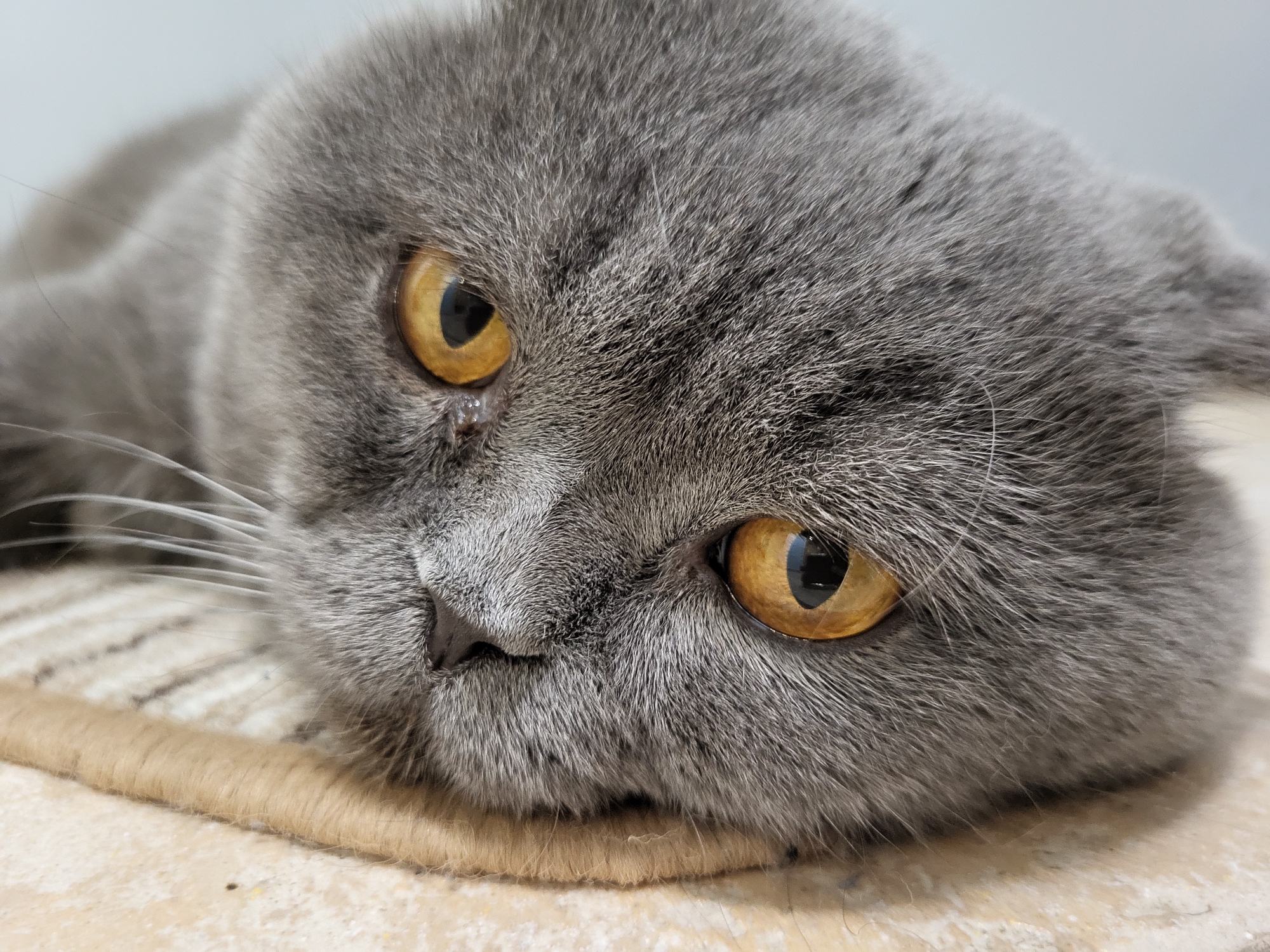 Cat resting indoors, sunny street scenes captured over 26 minutes