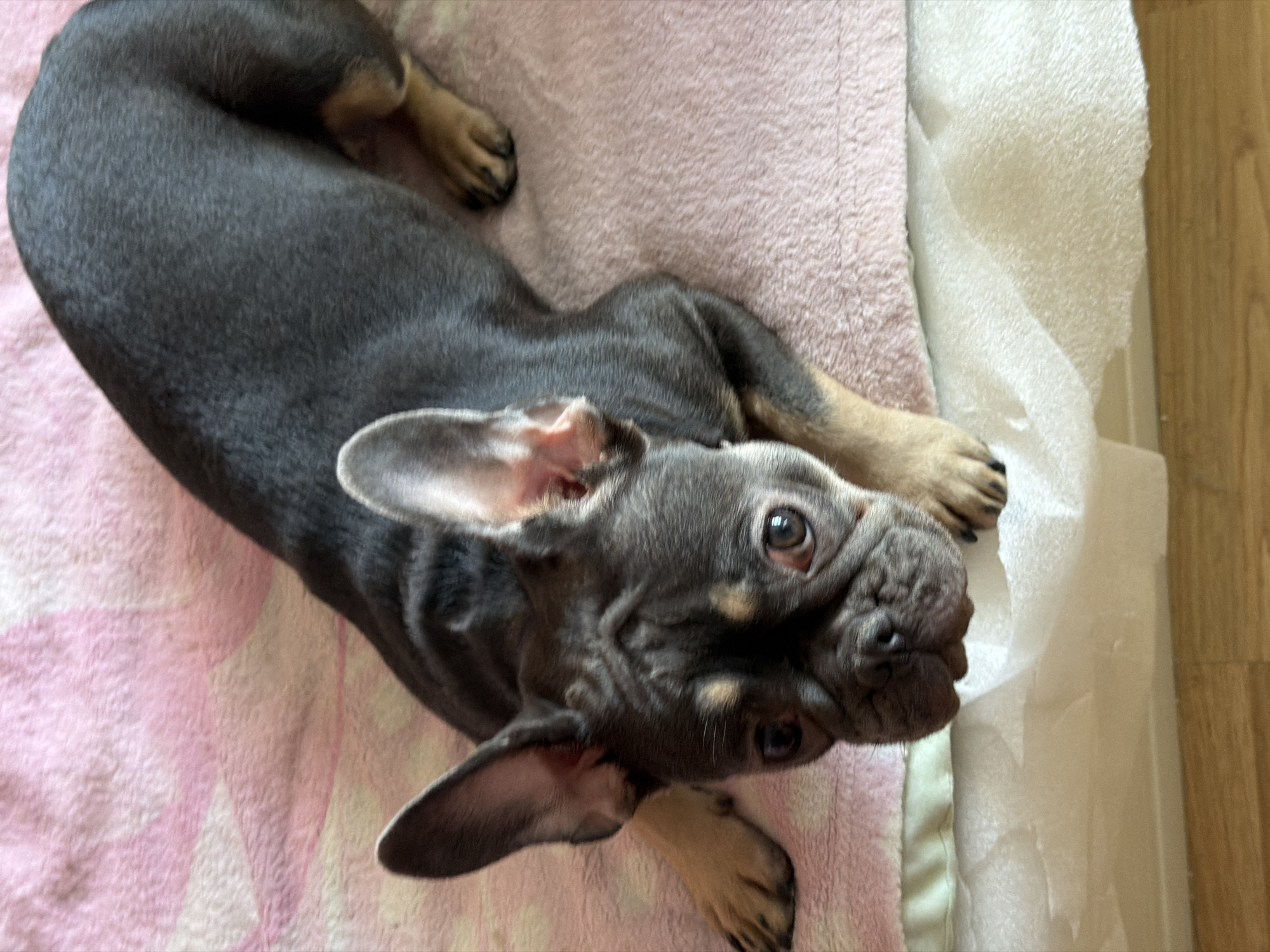 French Bulldog's lazy afternoon in a Moscow apartment