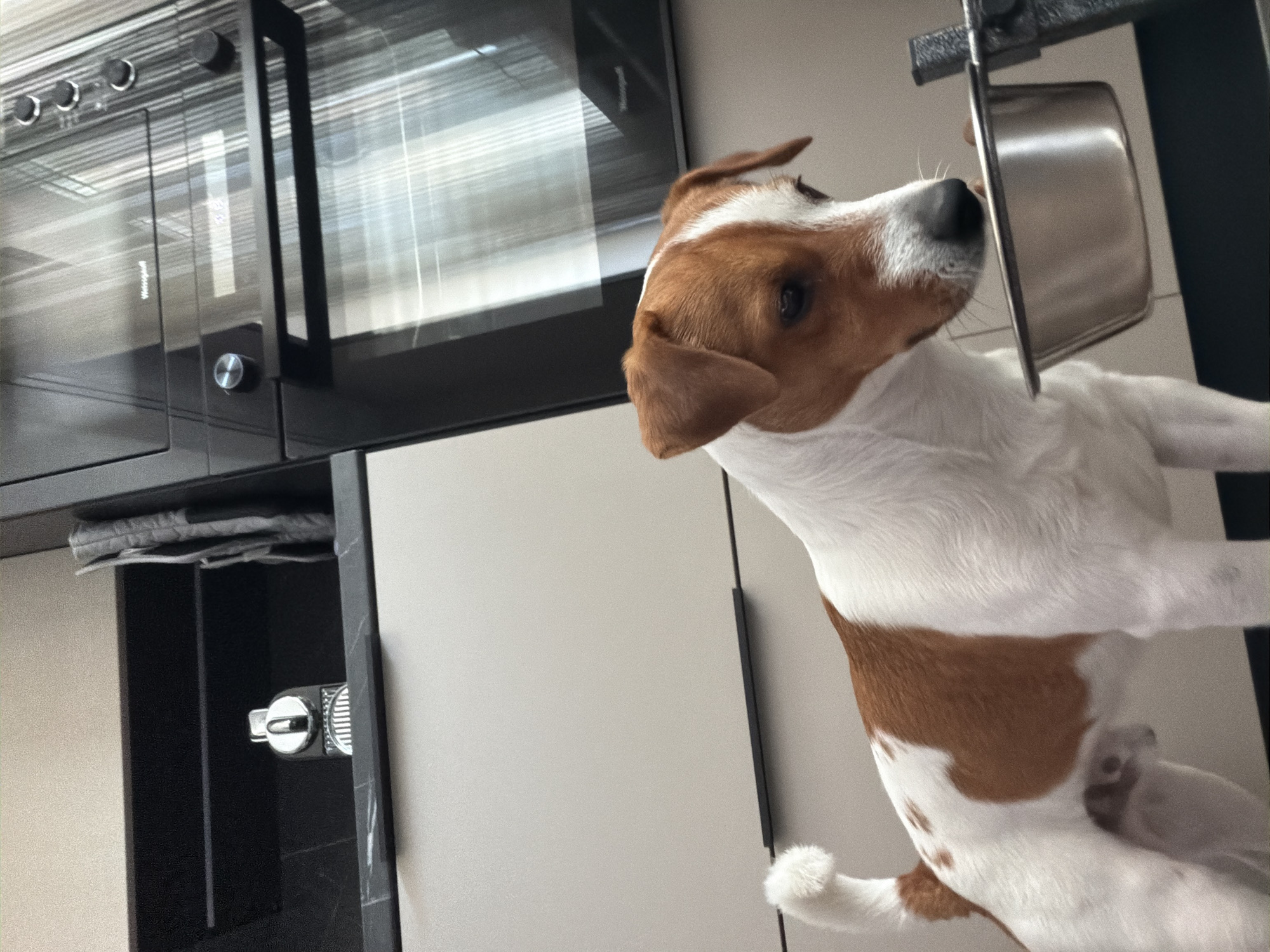 Moscow Dog Owner Documents Morning Walk Routine with Jack Russell