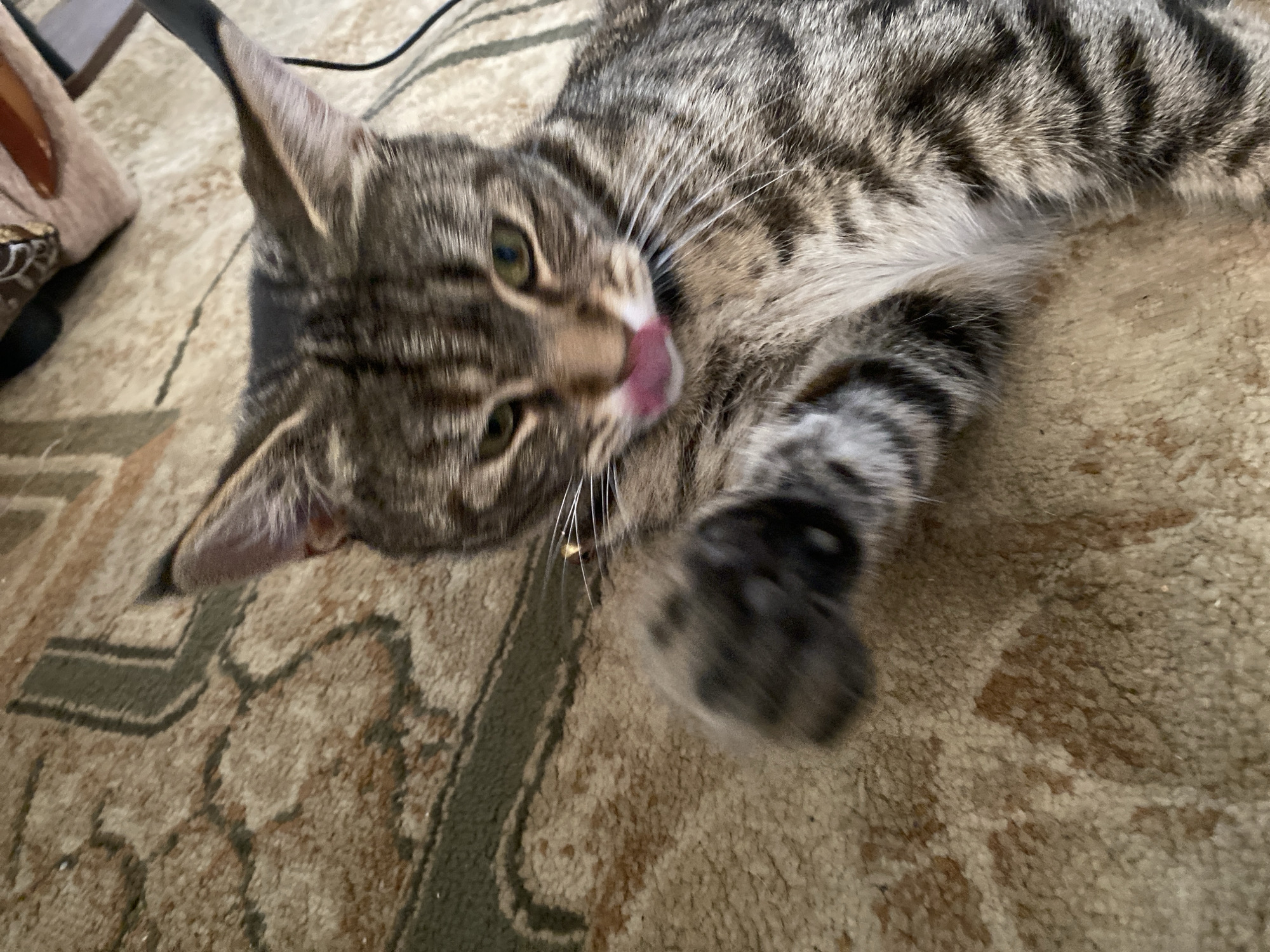 Tabby cat lounges and grooms on a carpet in Maykop