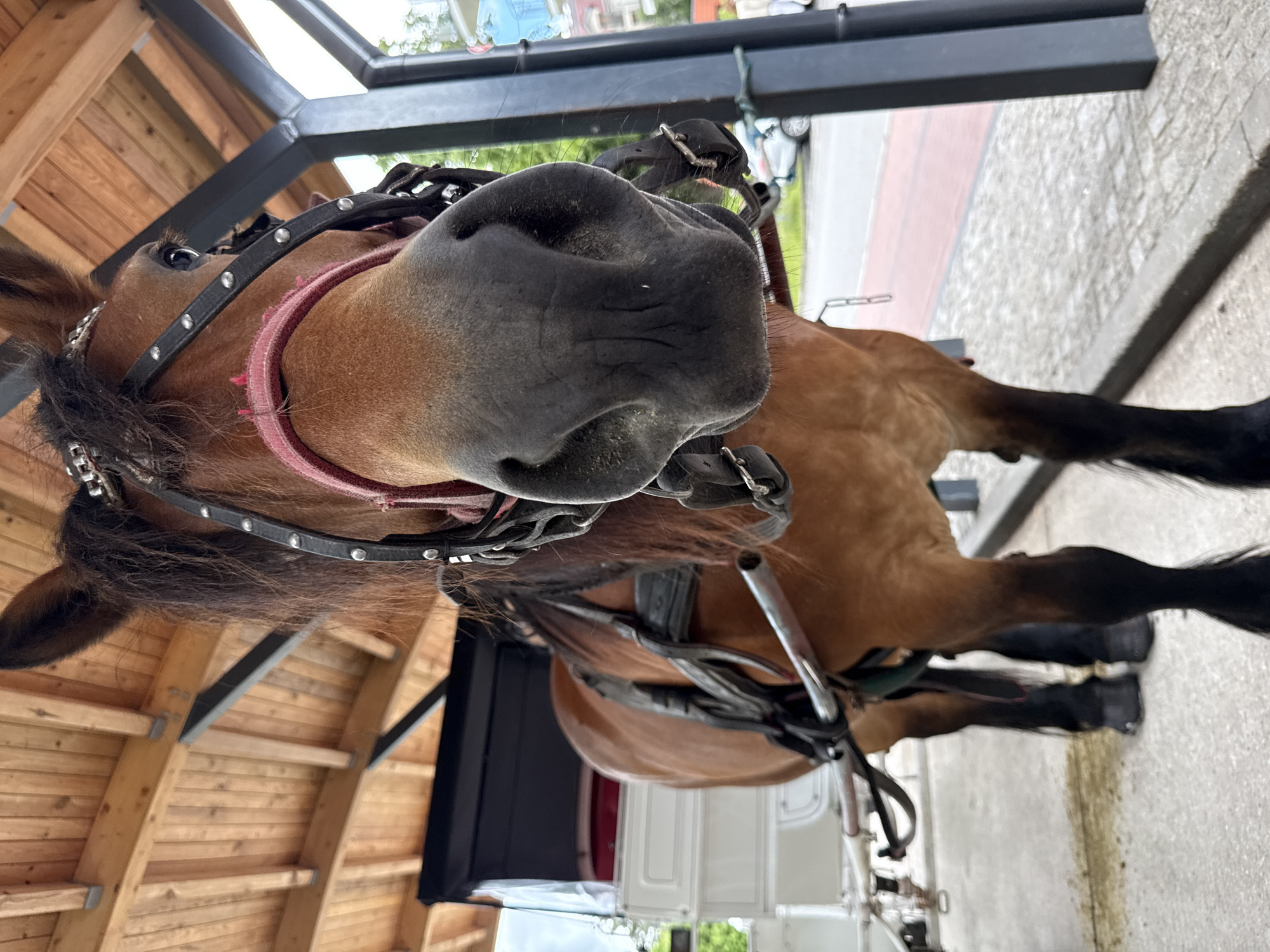 Horse and carriage interaction captured in Świnoujście, Poland