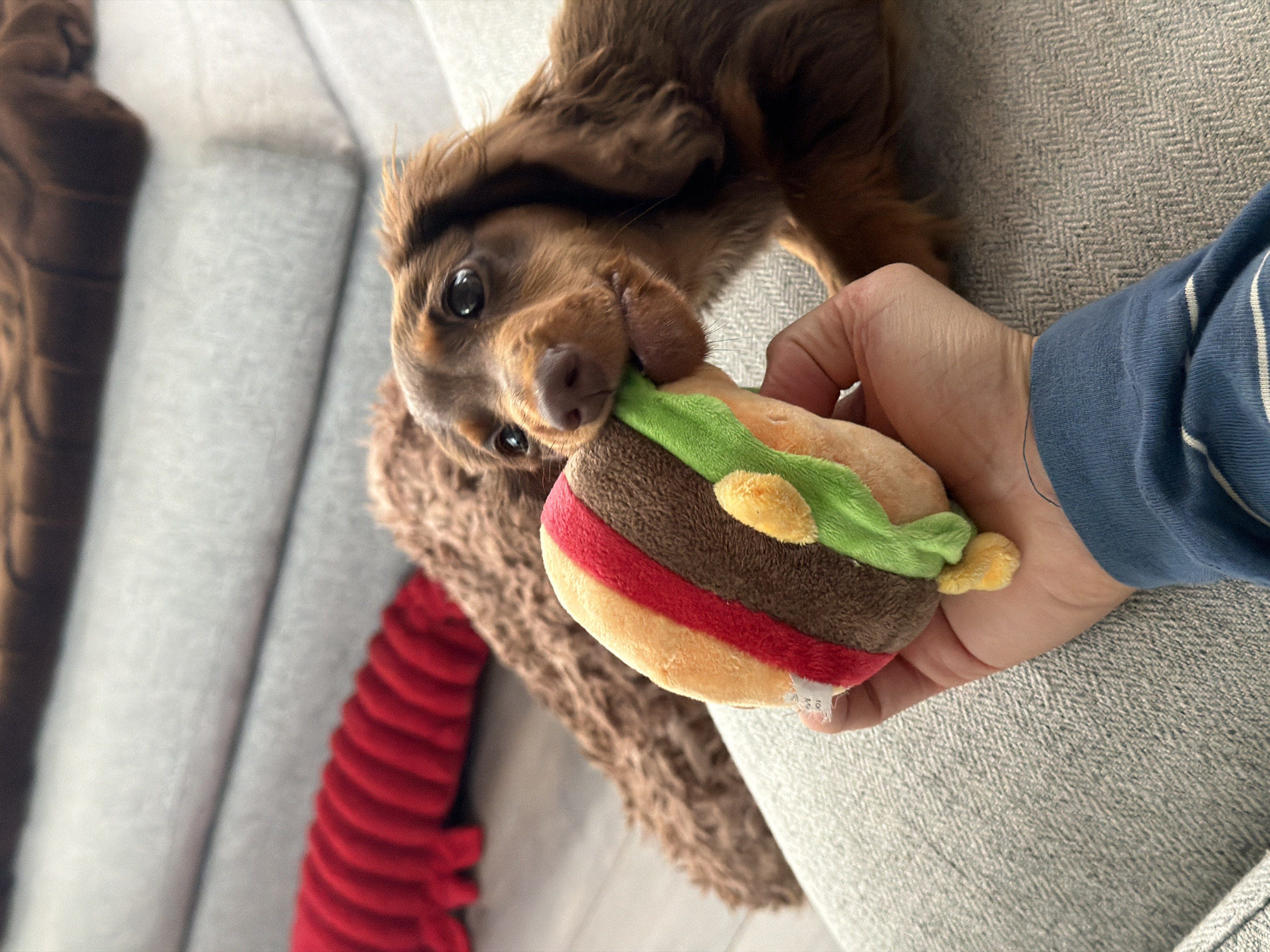 Fluffy dachshund puppy lounging on a couch in Montreal