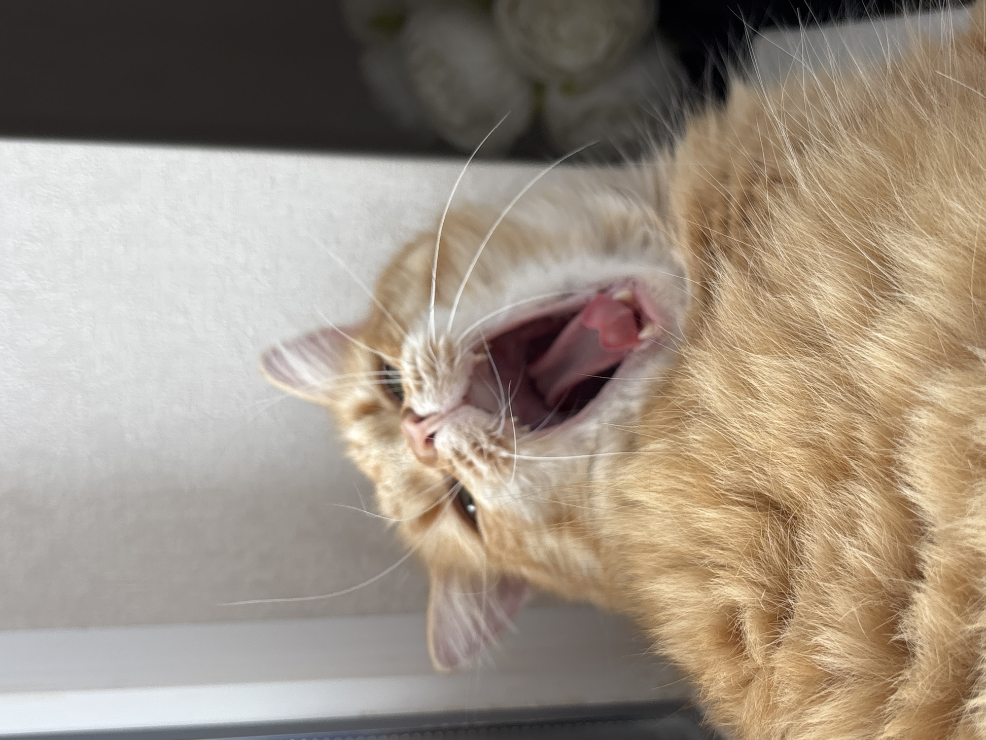 Orange tabby caught mid-yawn in Krasnodar