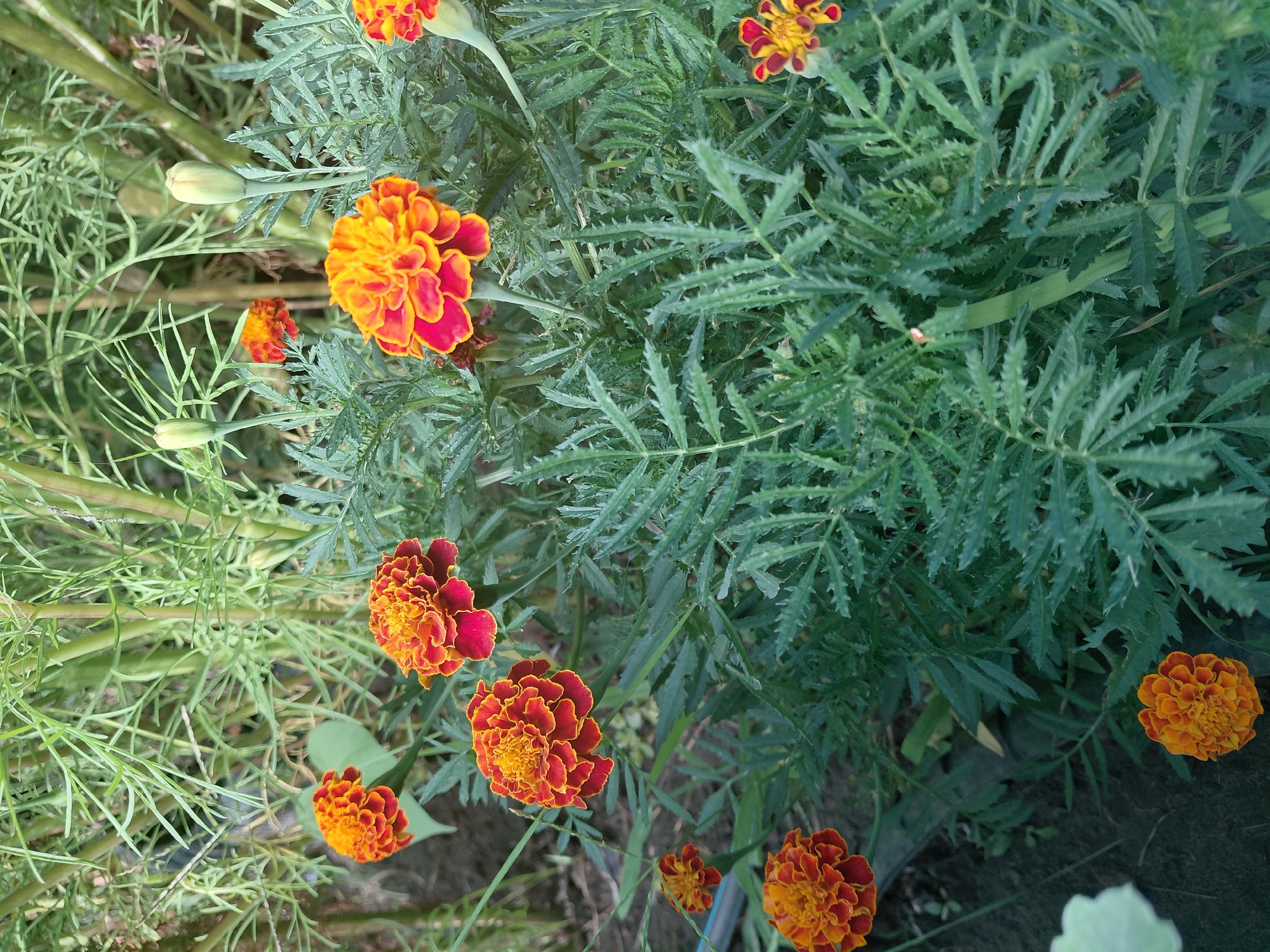 A backyard garden bursting with flowers and ripening fruit.