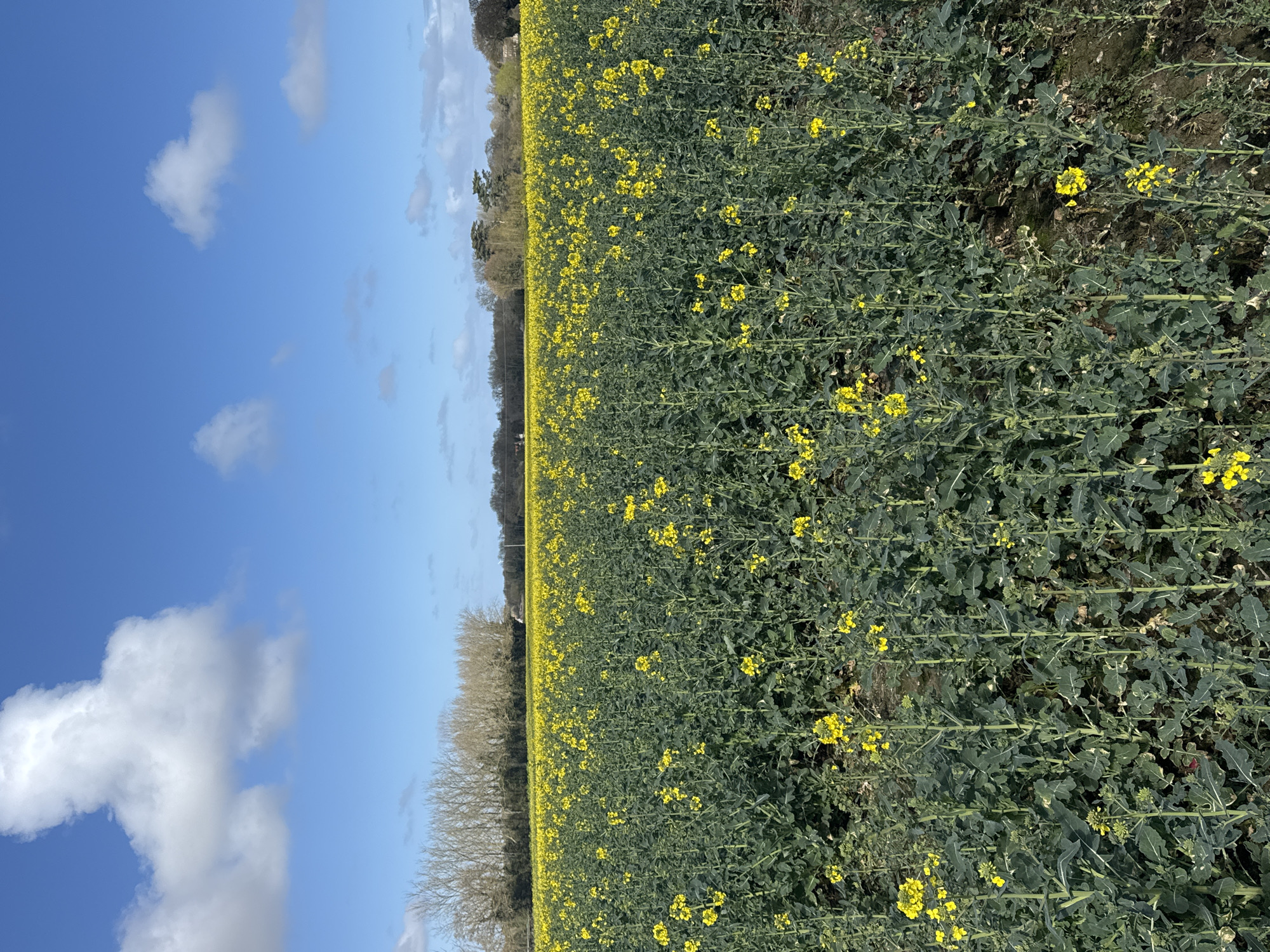 Rapeseed field blooms bright yellow near Great Yarmouth