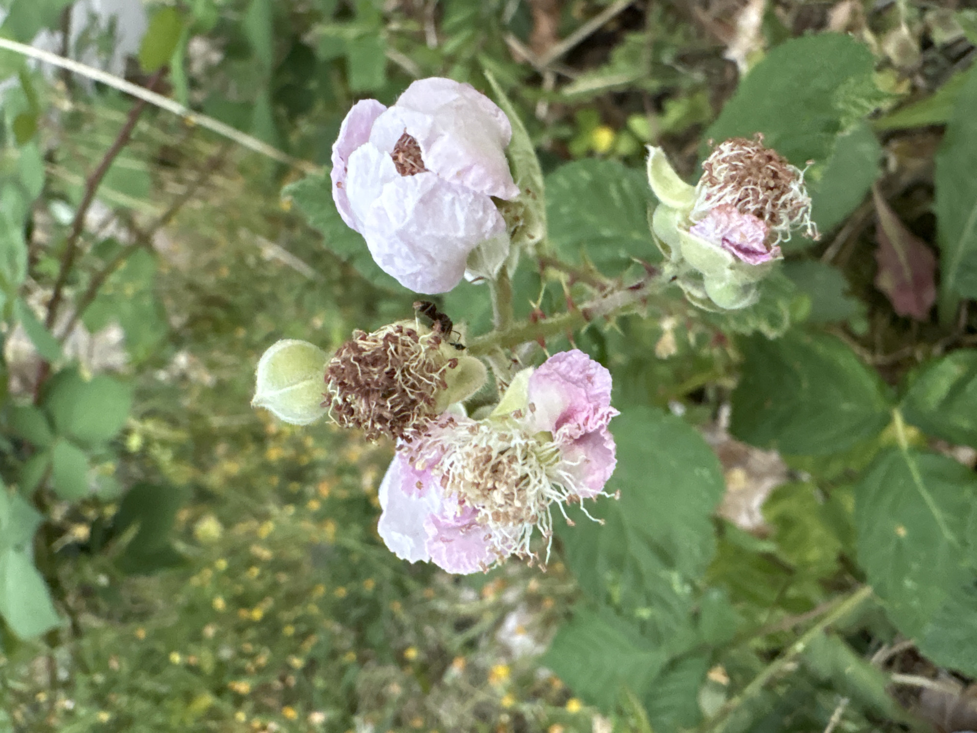 Close-up look at hedgerow and garden plants in Chelmsford