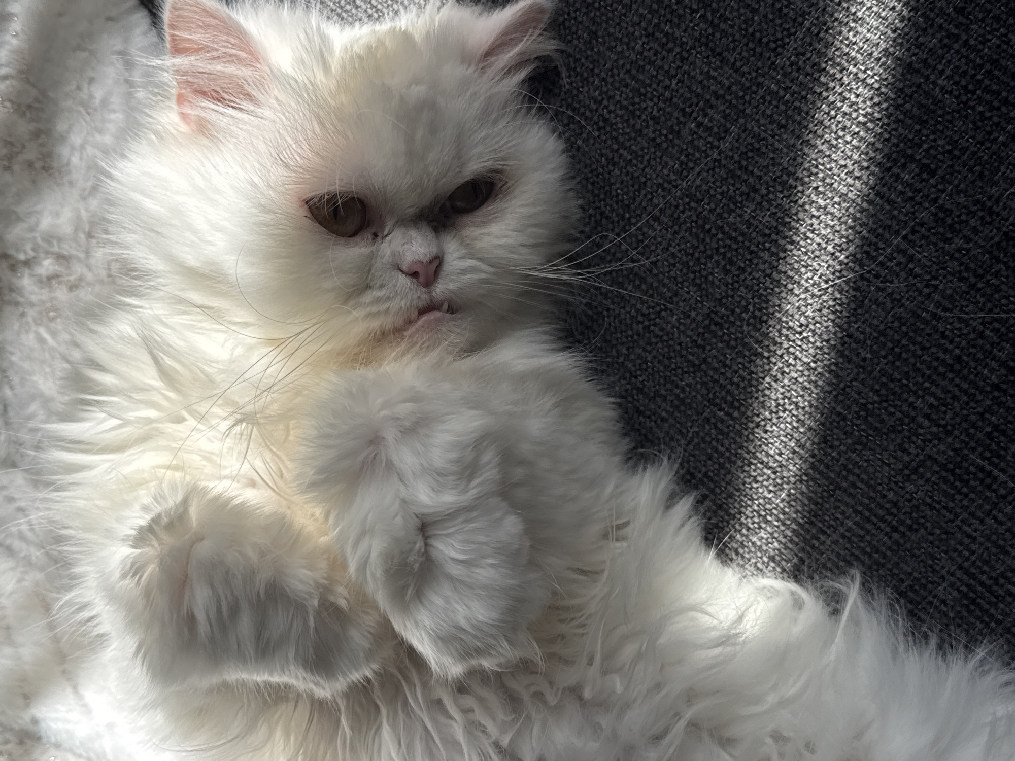 White Persian cat photographed resting on furniture in Burgas