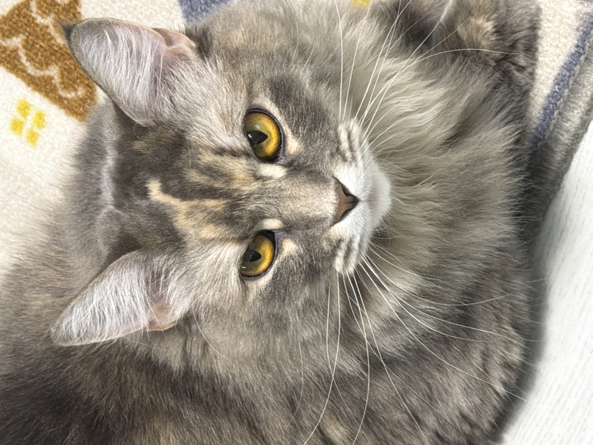 Grey tabby cat relaxing on a wooden floor, multiple angles