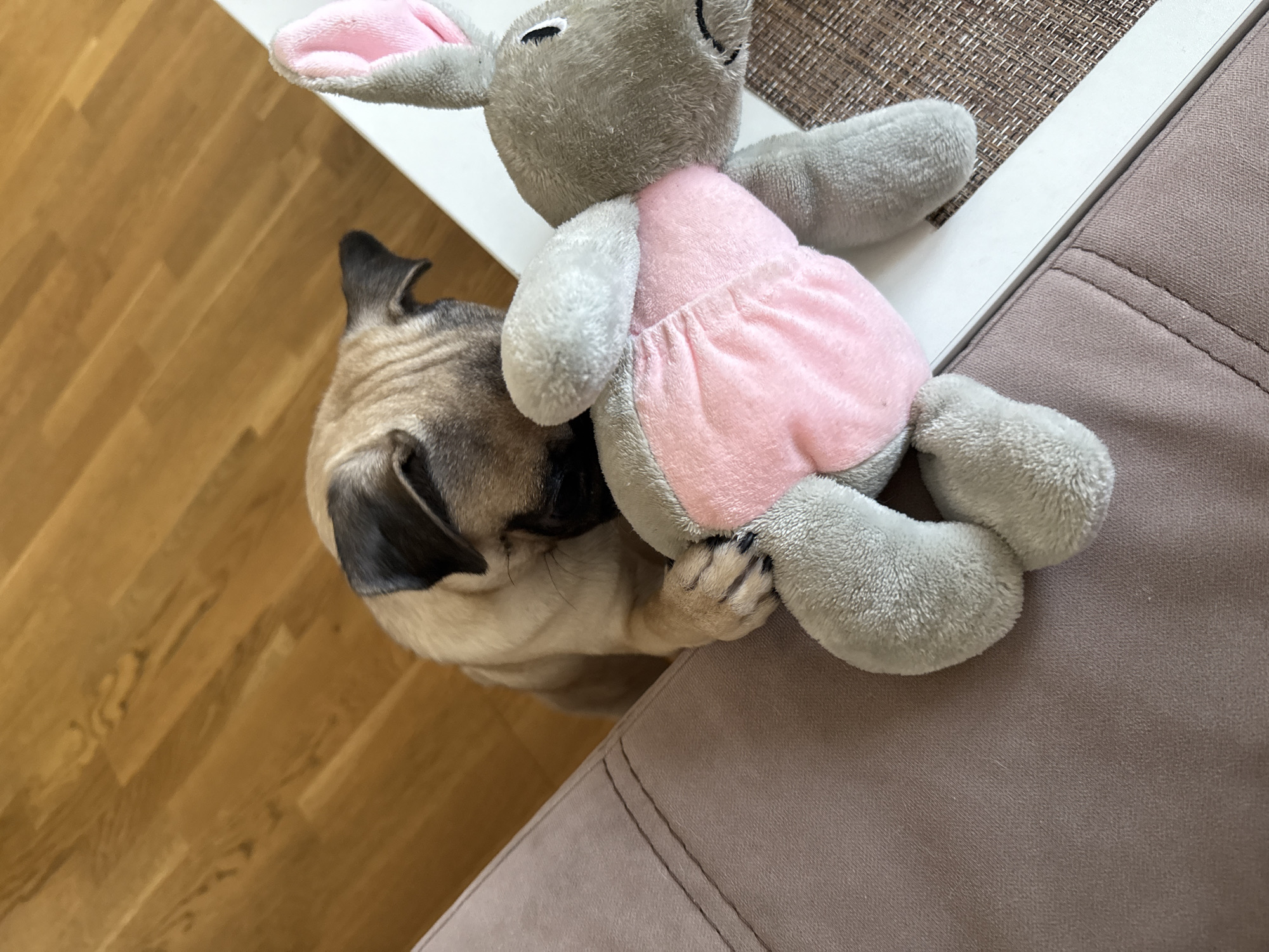 Pugs on a pink bed and a light breakfast at home